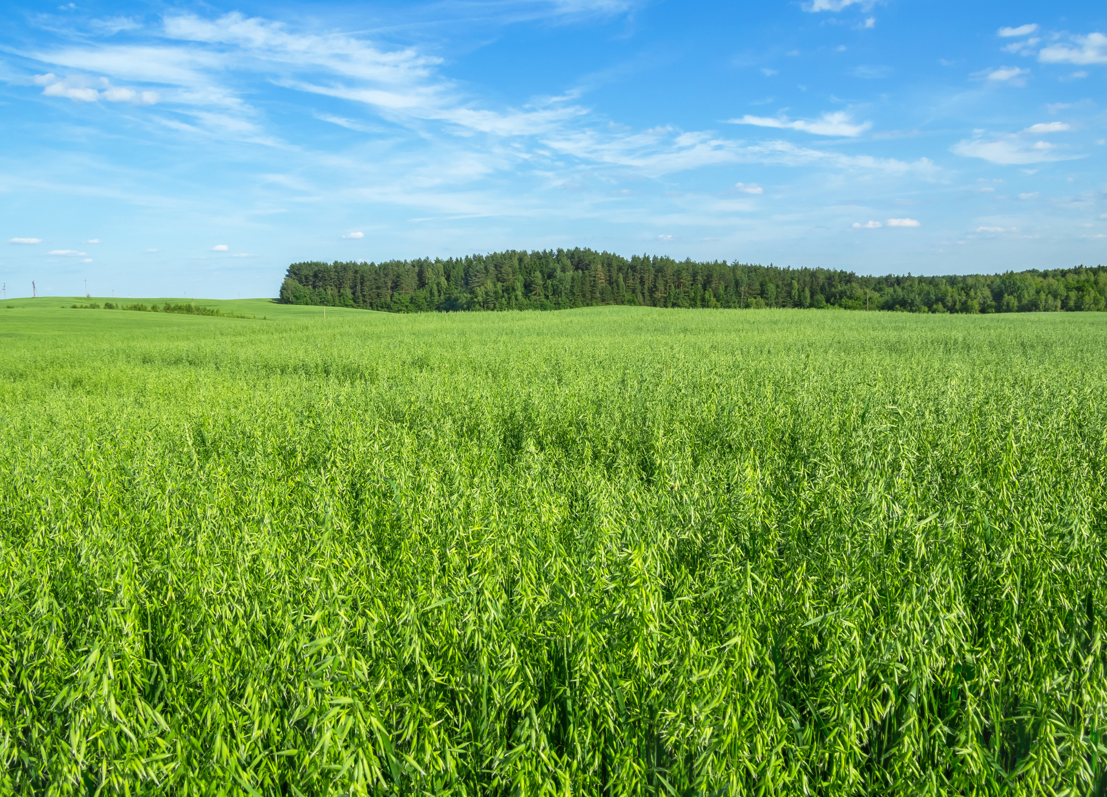 Grünes Haferkraut Weites Feld mit dichtem, grünem Haferkraut unter blauem Himmel mit leichten Wolken, im Hintergrund ein Waldstreifen