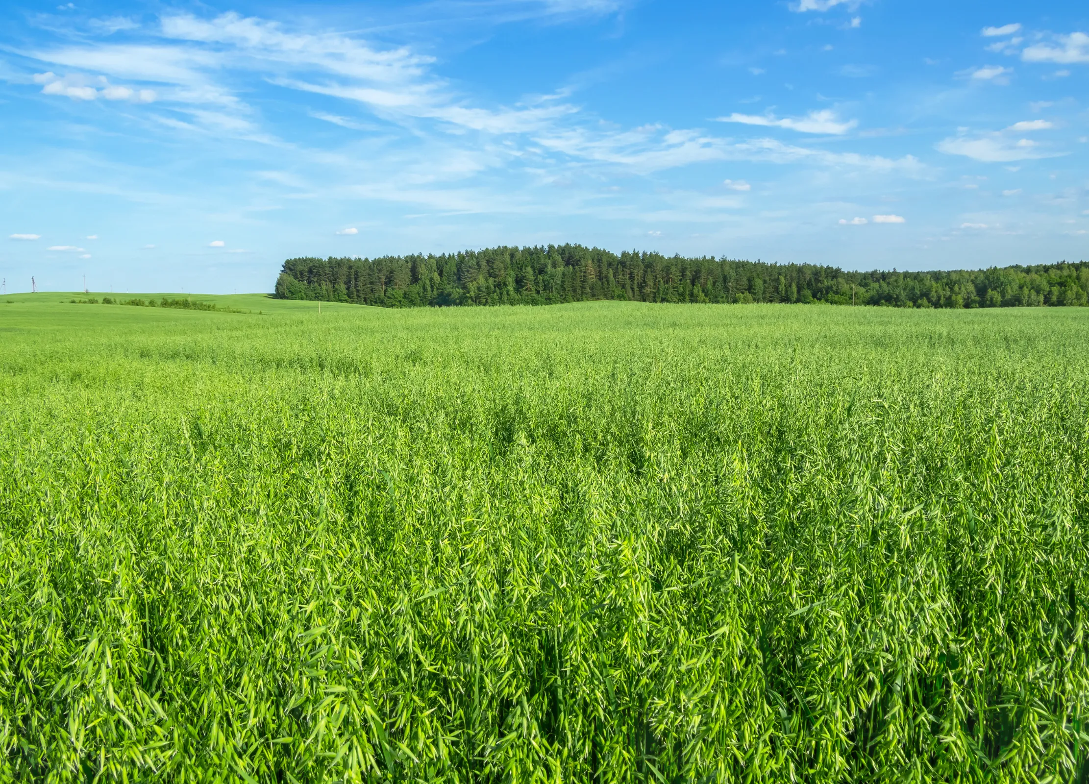 Weites Feld mit dichtem, grünem Haferkraut unter blauem Himmel mit leichten Wolken, im Hintergrund ein Waldstreifen