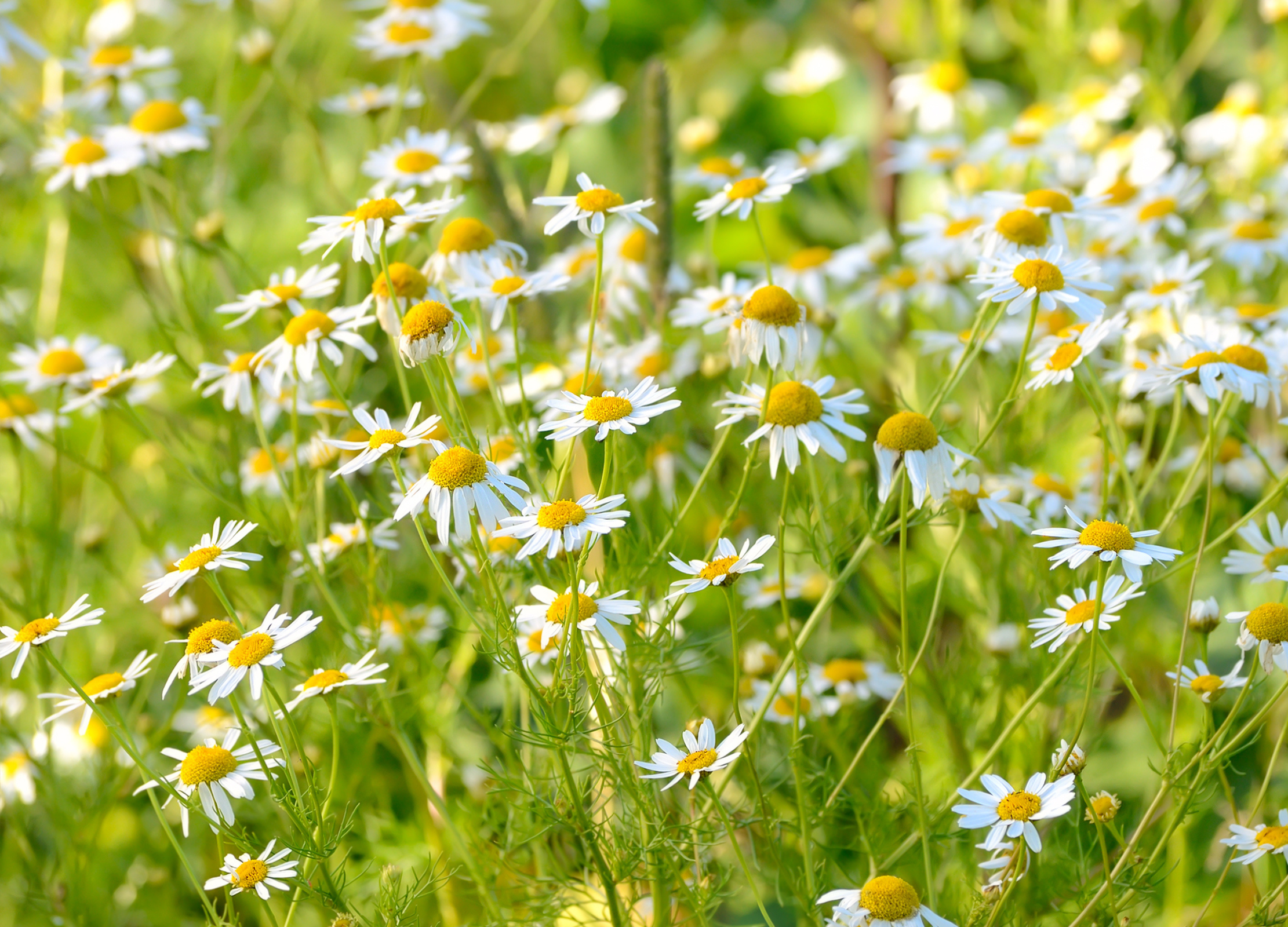 Kamille Zahlreiche Kamillenblüten mit weißen Blättern und gelben Köpfen stehen dicht beieinander in einer sonnigen Wiese