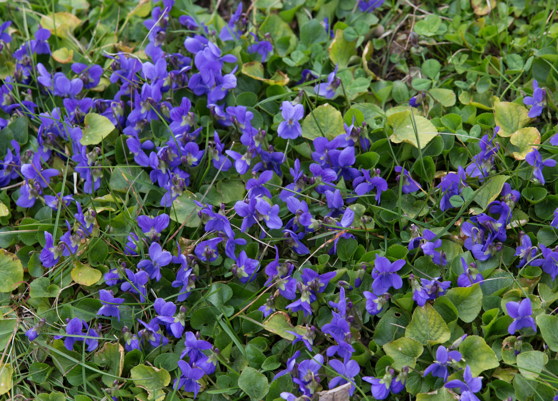 Veilchen (Viola odorata) Veilchen (Viola odorata)
