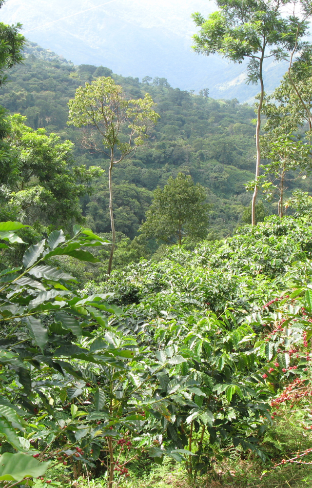 Dschungellandschaft des Amazonas in Kolumbien