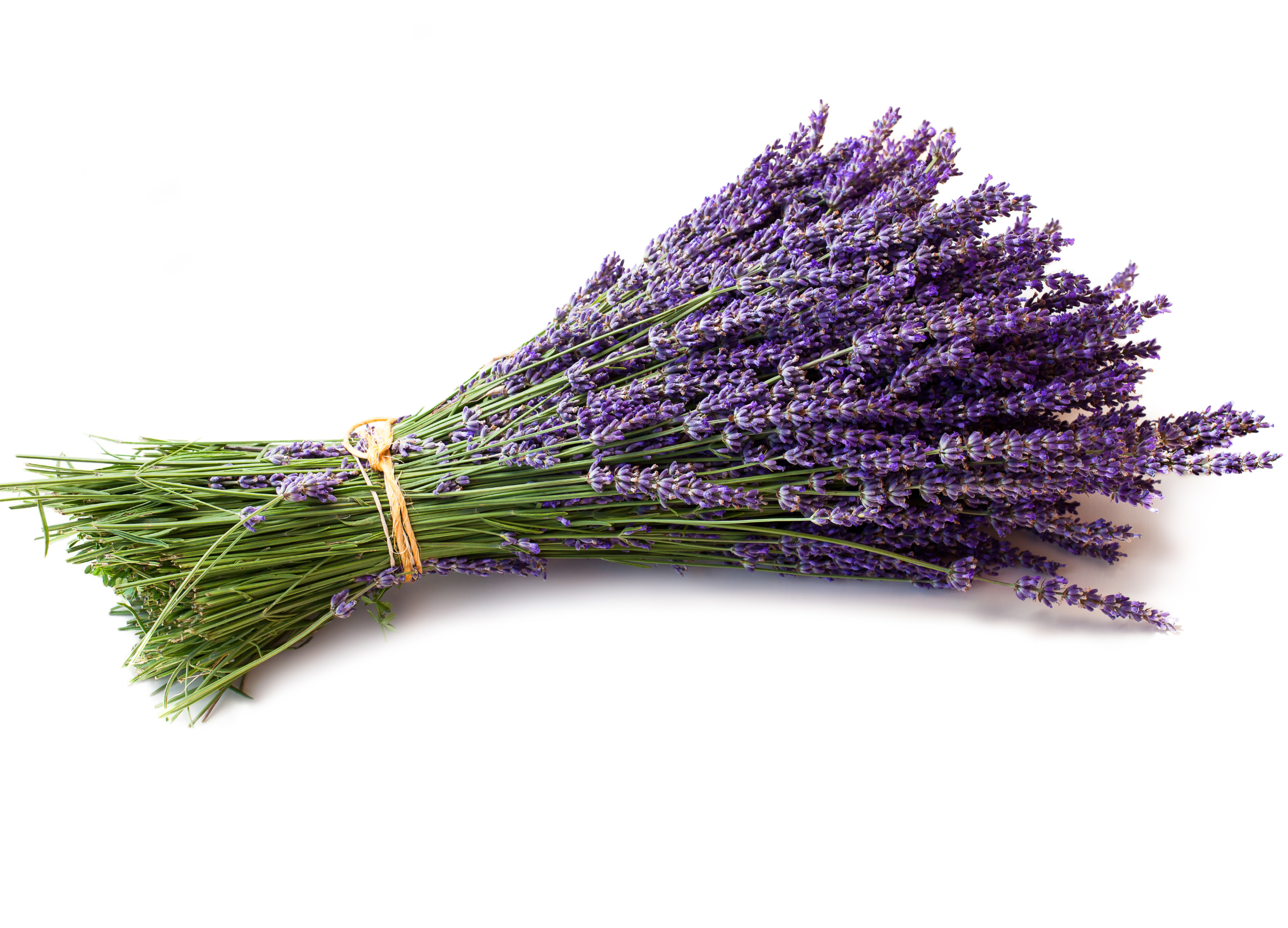 Gebundener Strauch Lavendelnlüten