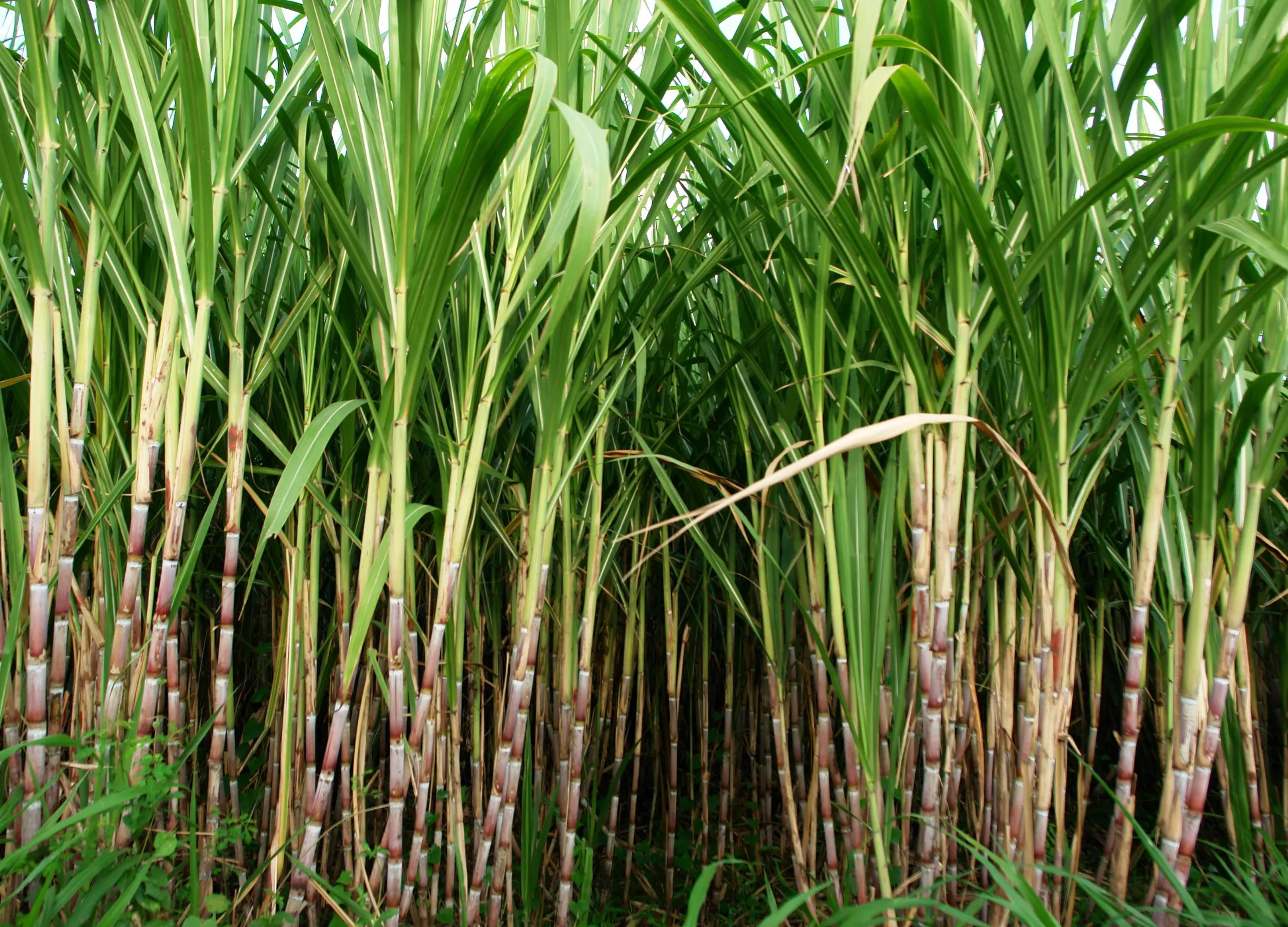 Zuckerrohrfeld mit grünen Blättern und roten Rohrstielen bei der Ernte