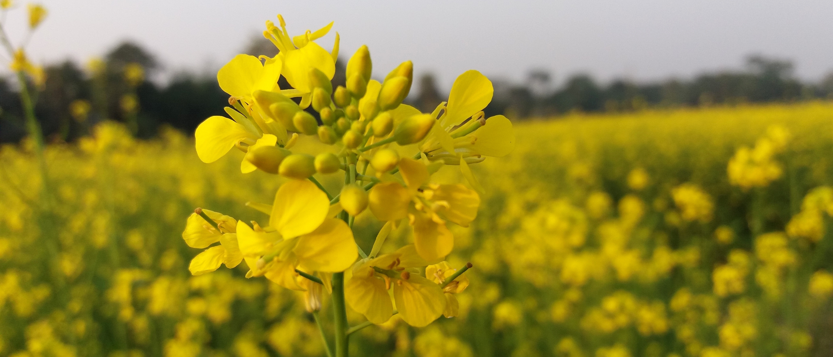 Rapspflanze auf einem Feld in Nägelsedt in Deutschland