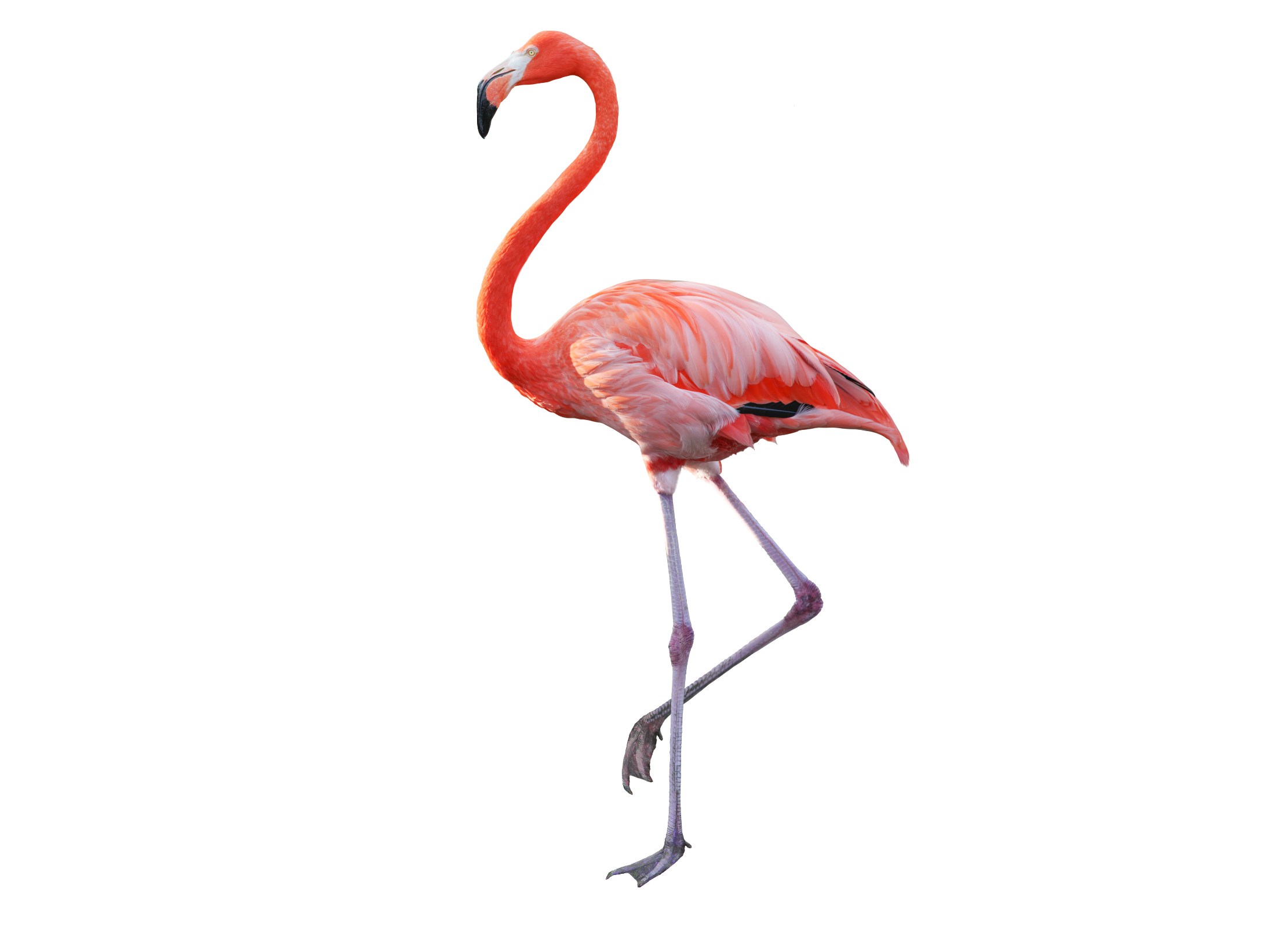 Bild eines Flamingos