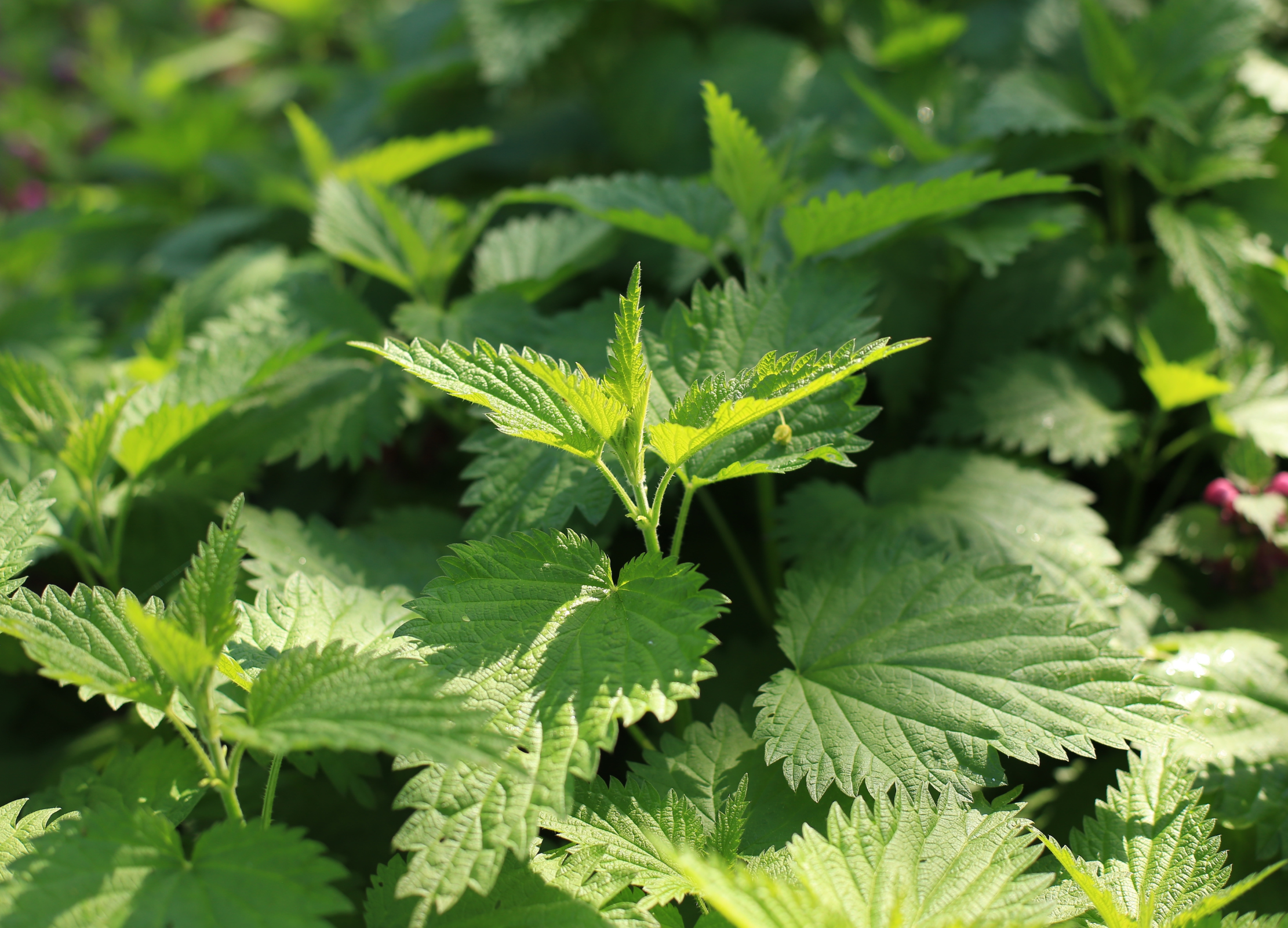Grüne Brennnesselpflanzen mit gezackten Blättern wachsen dicht nebeneinander in der Sonne