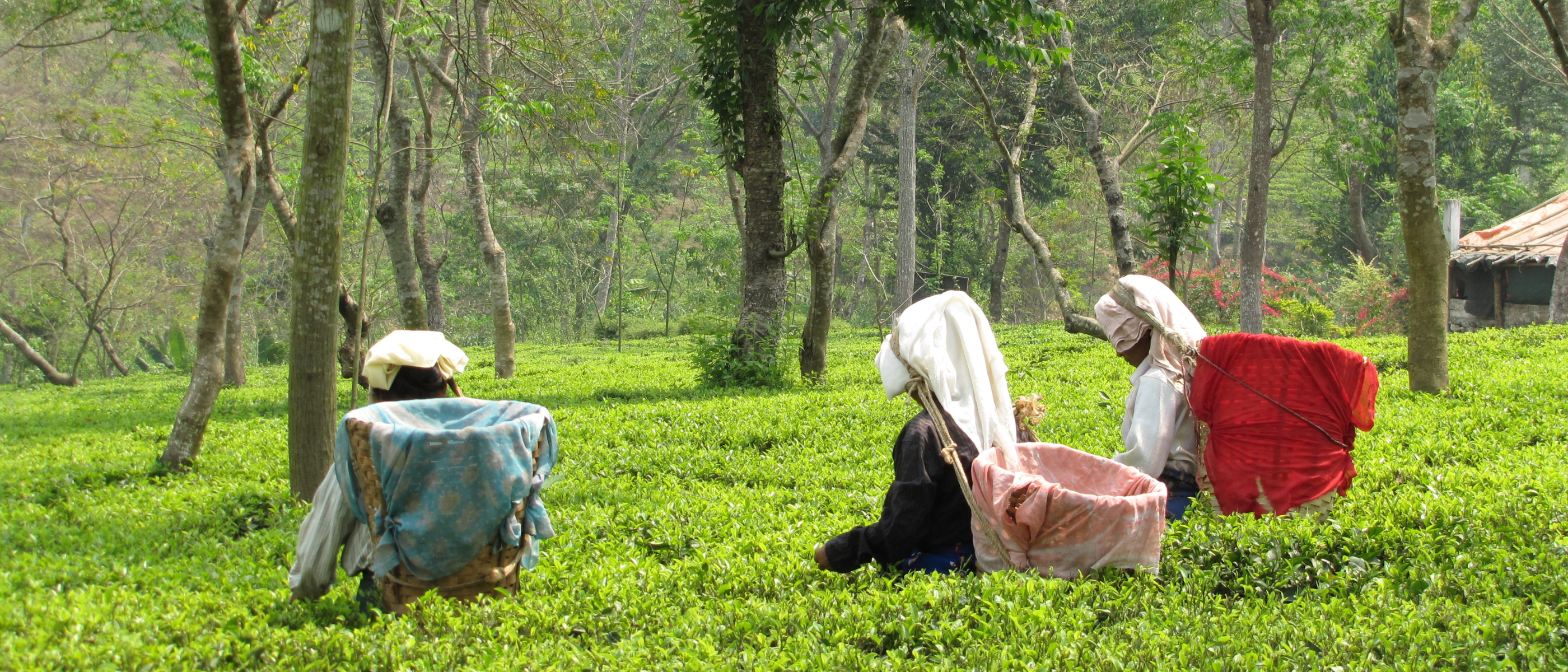 Drei Frauen bei der Teeernte in einer grünen Plantage In den Westbengalen