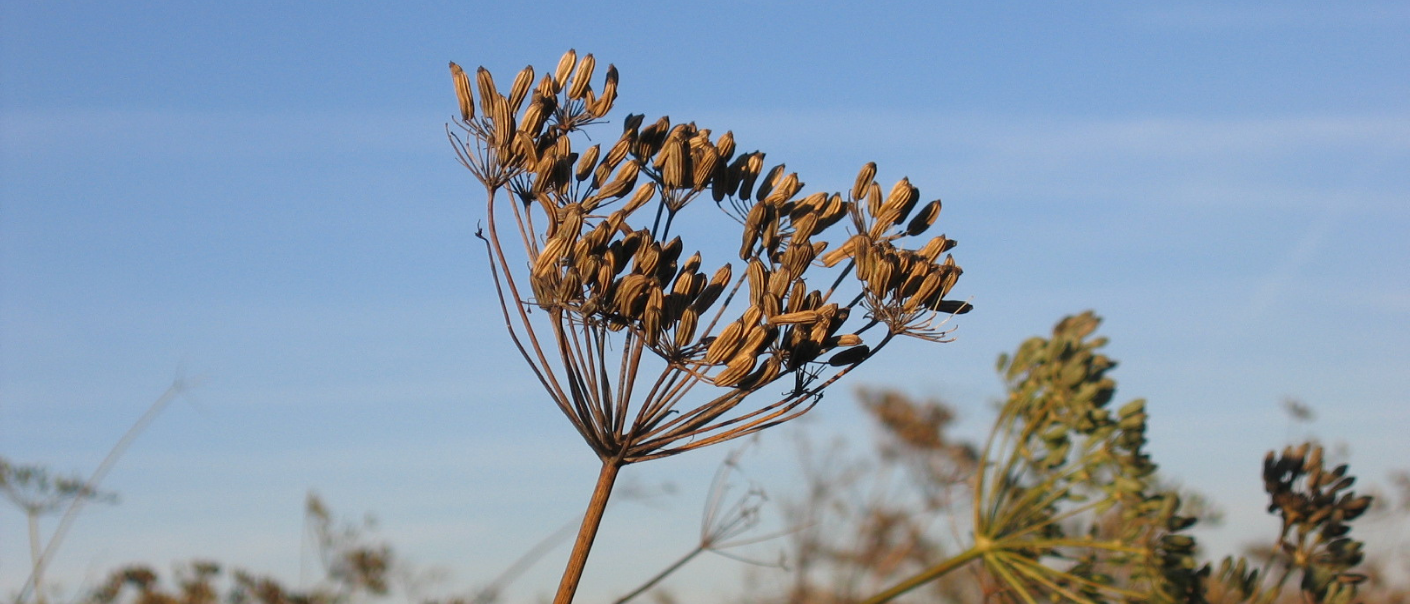 Nahaufnahme einer getrockneten Doldenblüte vor blauem Himmel