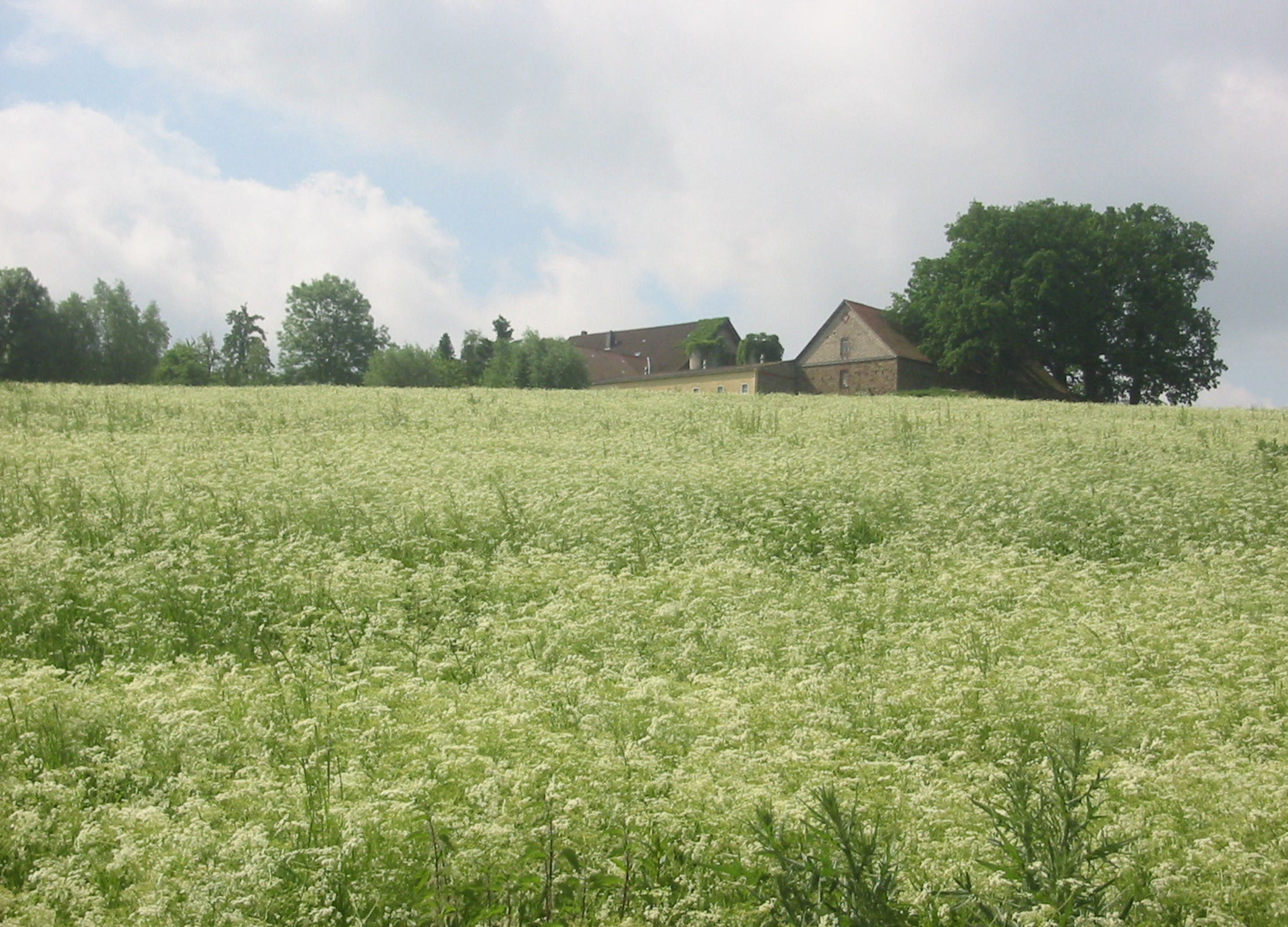 Fenchel Weites Feld mit blühendem Fenchel und Blick auf einen Bauernhof im Hintergrund