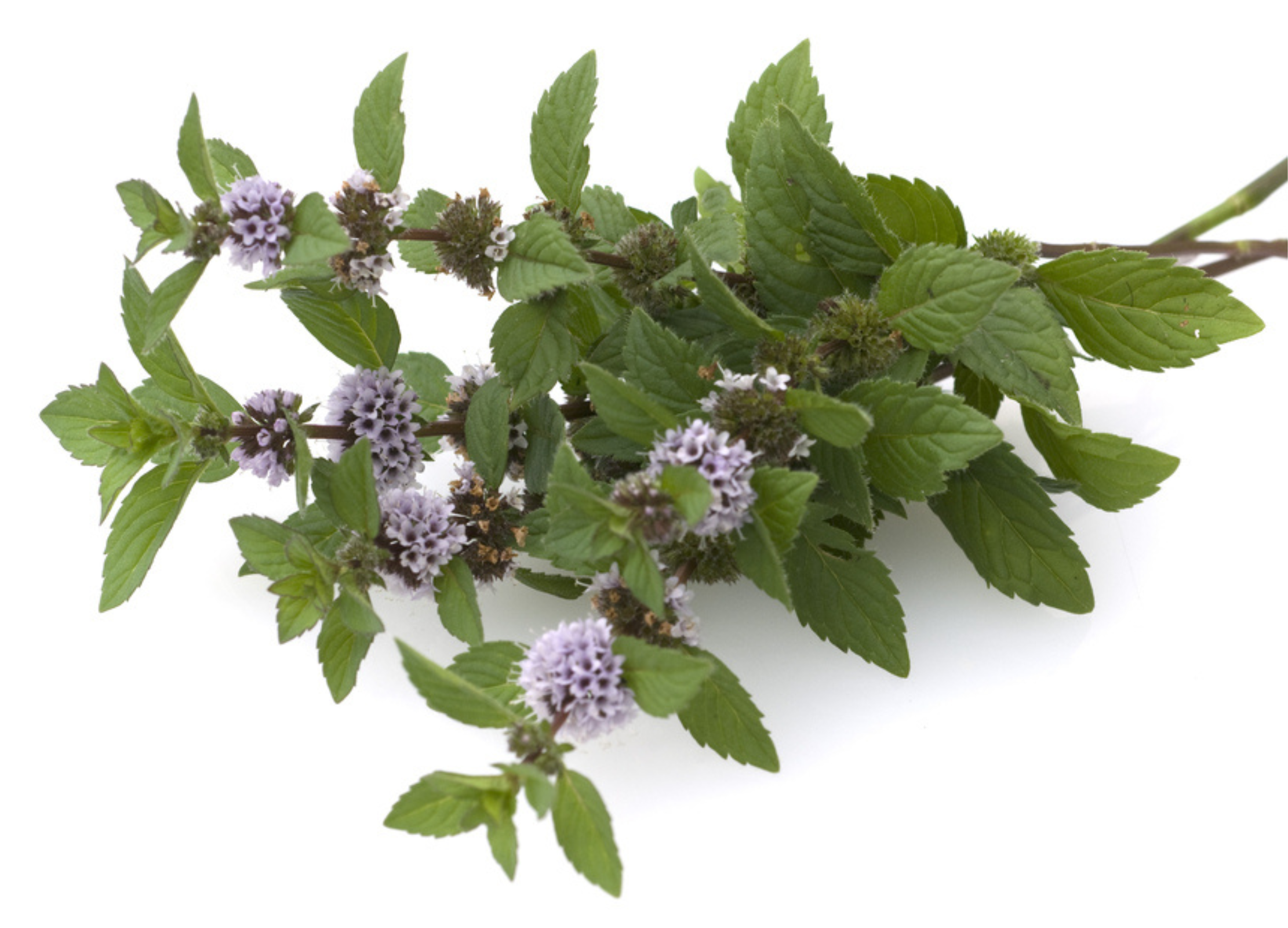 Pfefferminze Pfefferminze