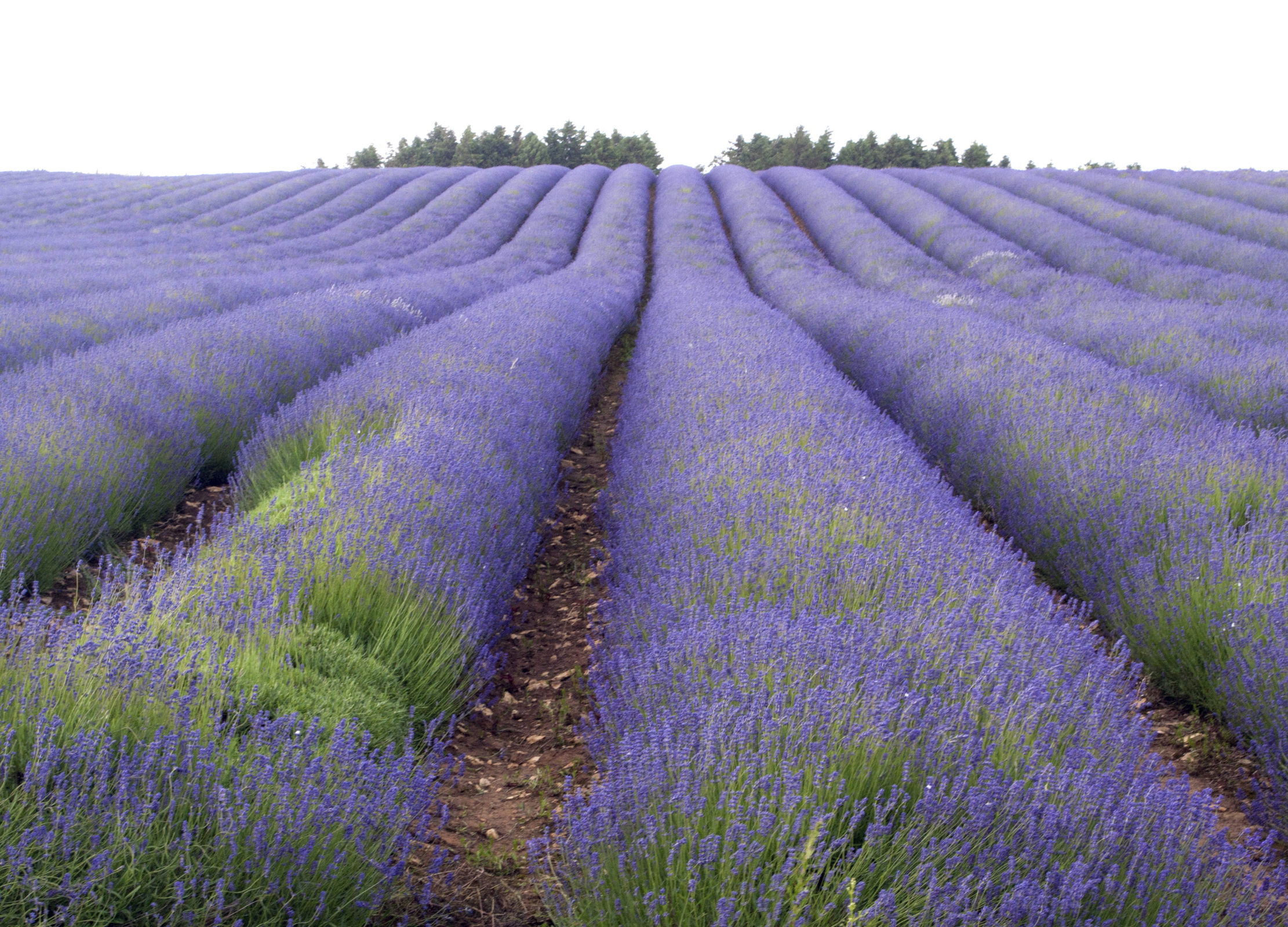 Lavendel Weitläufiges Lavendelfeld mit dichten violetten Blütenreihen bis zum Horizont