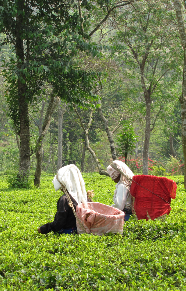 Zwei Personen mit Körben auf dem Rücken pflücken Tee in einer grünen Plantage in den Westbengalen