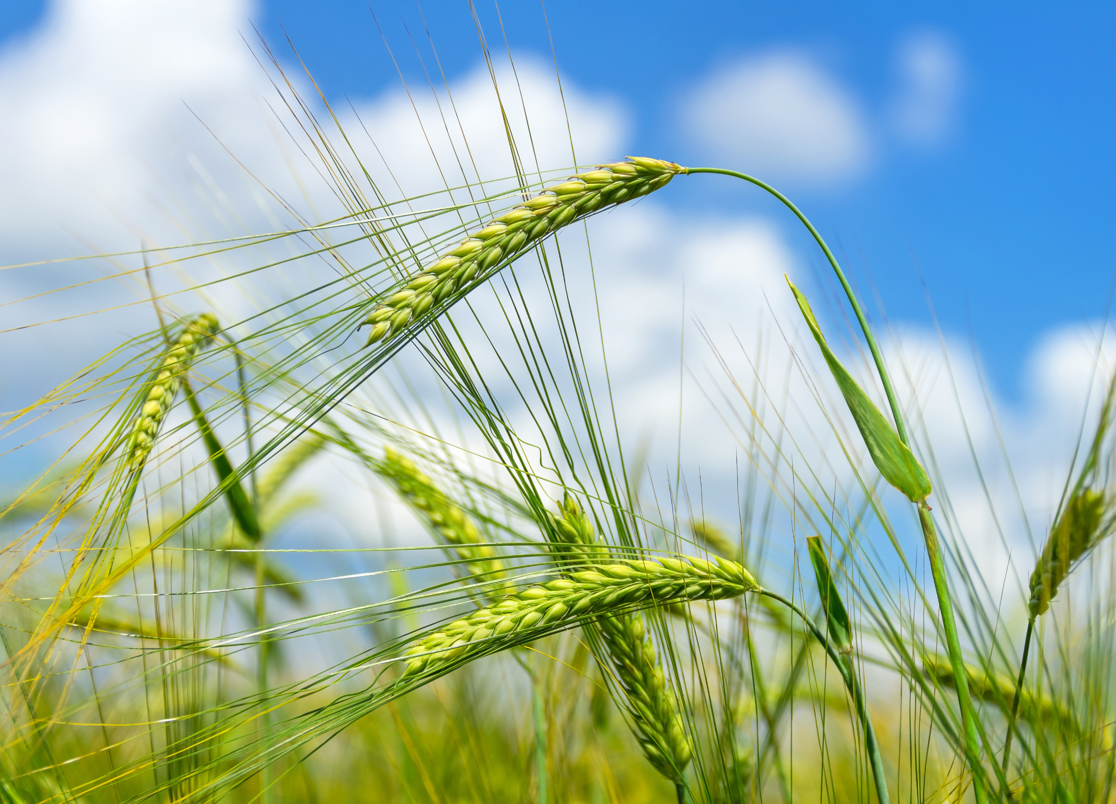 Gerstenmalz Grüne Gerstenähren mit langen Grannen wiegen sich im Wind vor blauem Himmel mit weißen Wolken