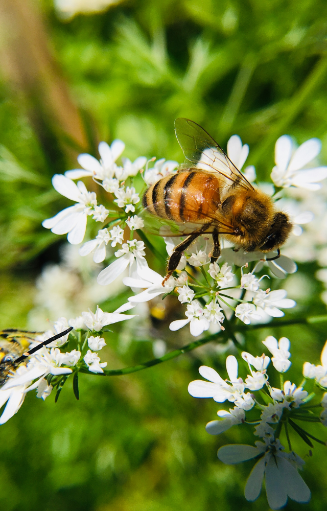Nahaufnahme einer Biene auf einer weißen Blüte