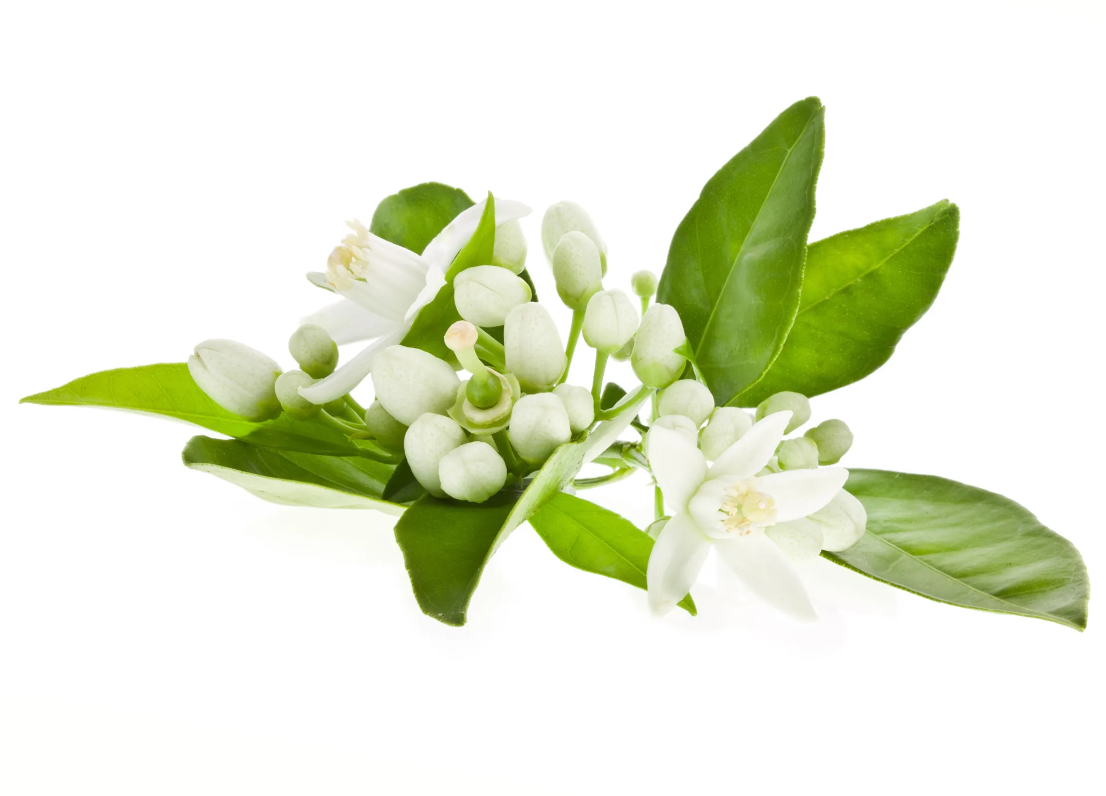 Orangenblüte mit zarten weißen Blüten, grünen Knospen und glänzenden grünen Blättern auf weißem Hintergrund.