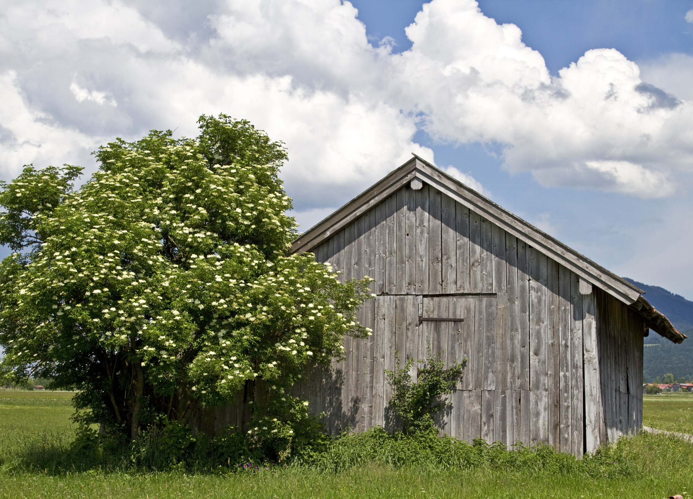 Holunderblüte Ein Holunderstrauch mit weißen Blütendolden steht neben einer alten Holzhütte auf einer grünen Wiese unter blauem Himmel