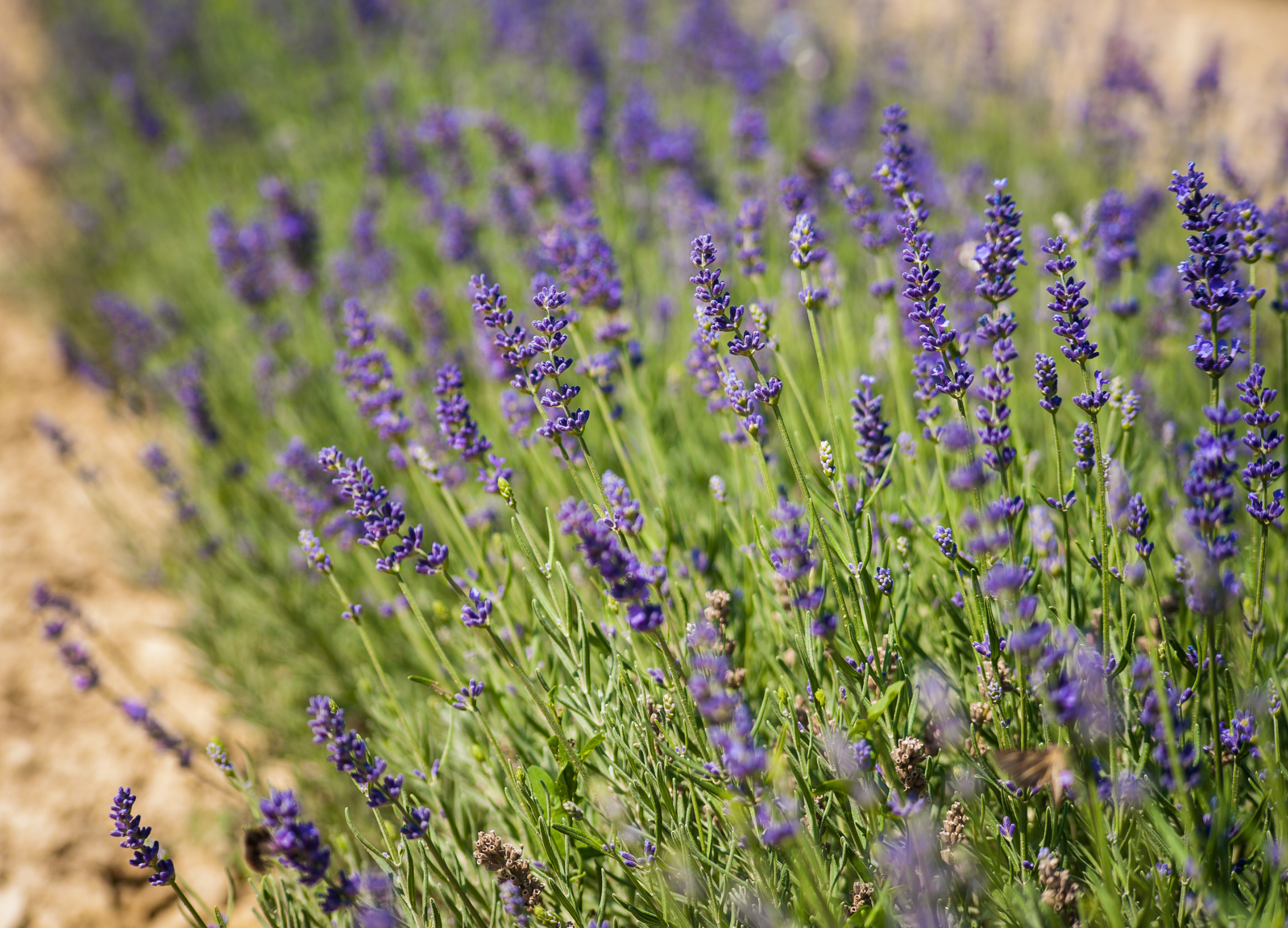 Lavendel Reihe blühender Lavendelpflanzen mit violetten Blüten an einem sonnigen Feldrand