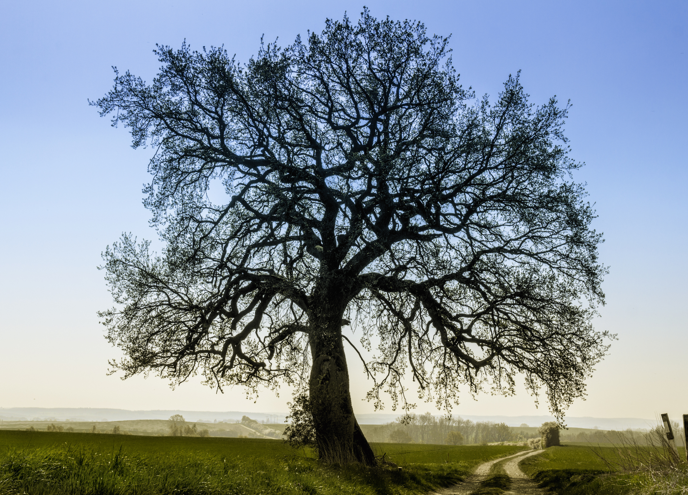 Lindenblüten Große Eiche mit weit verzweigter Krone steht allein auf einer Wiese, im Hintergrund ein Feldweg und ein weiter Horizont bei klarem Himmel