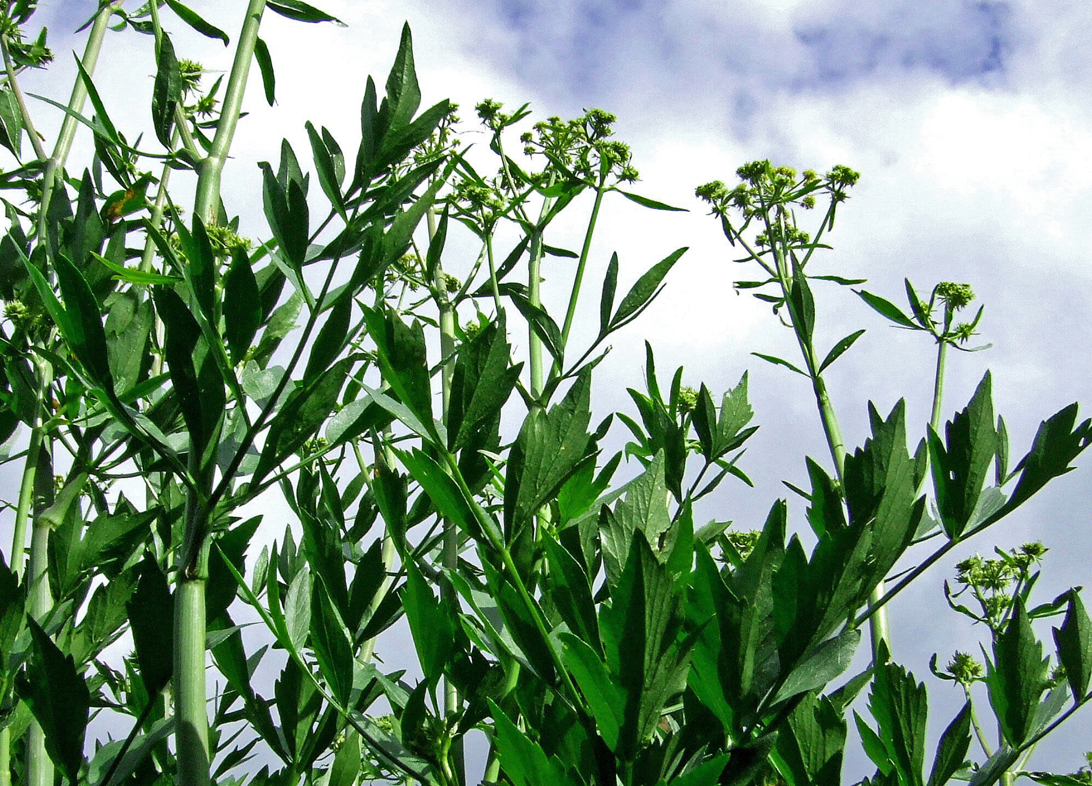 Liebstöckel Hohe, grüne Liebstöckel-Pflanzen mit gezackten Blättern und kleinen Blütenknospen vor bewölktem Himmel