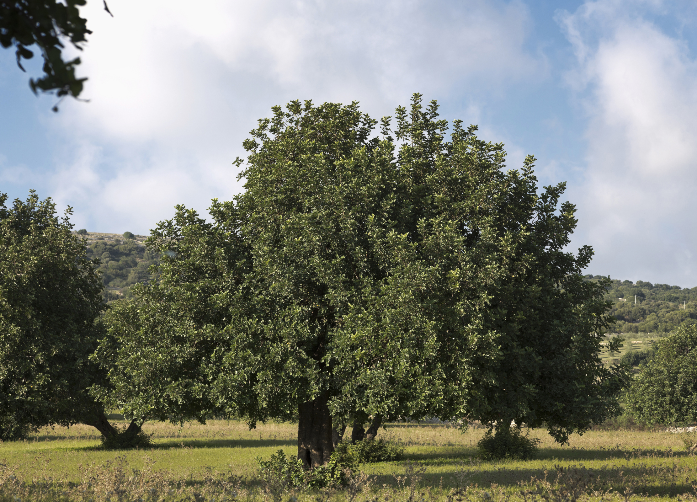 Ein stattlicher Johannisbrotbaum mit dichter, dunkelgrüner Krone steht auf einer Wiese unter blauem Himmel
