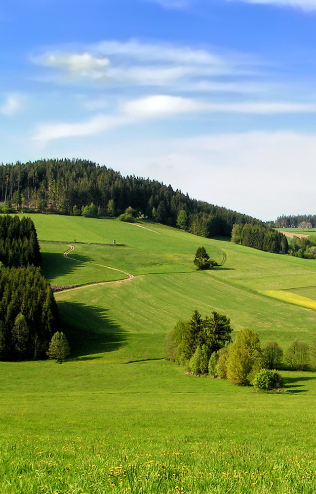 Grüne Hügellandschaft mit Wiesen, Bäumen und einem Wald im Hintergrund