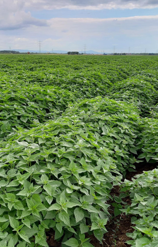 Weites Feld mit dicht wachsenden Brennnesseln unter bewölktem Himmel