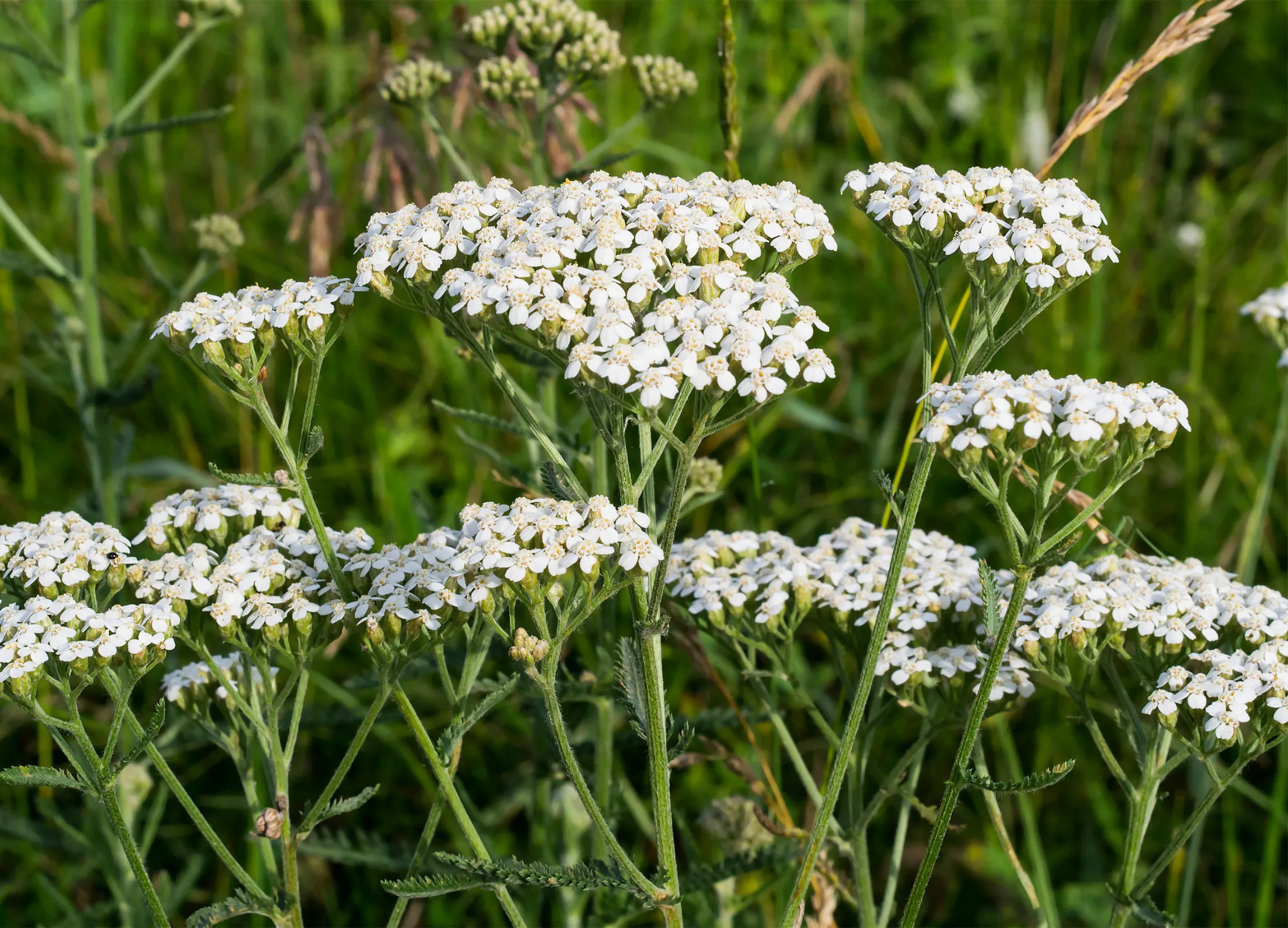Schafgabe mit weißen Blütendolden und grünen Stängeln in natürlicher Wiese