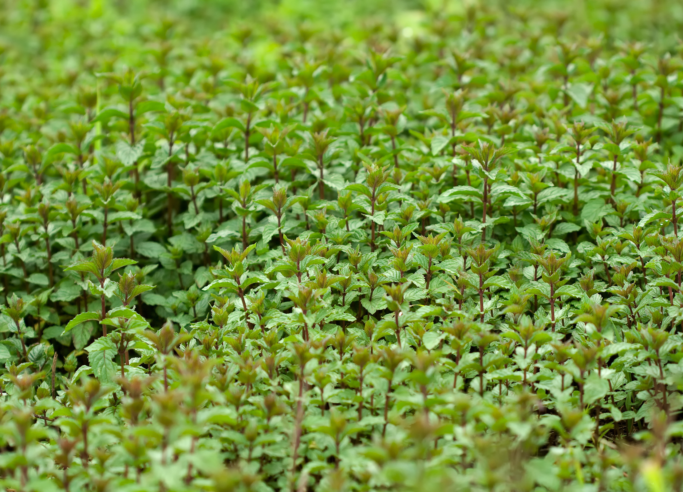 Pfefferminze Pfefferminze