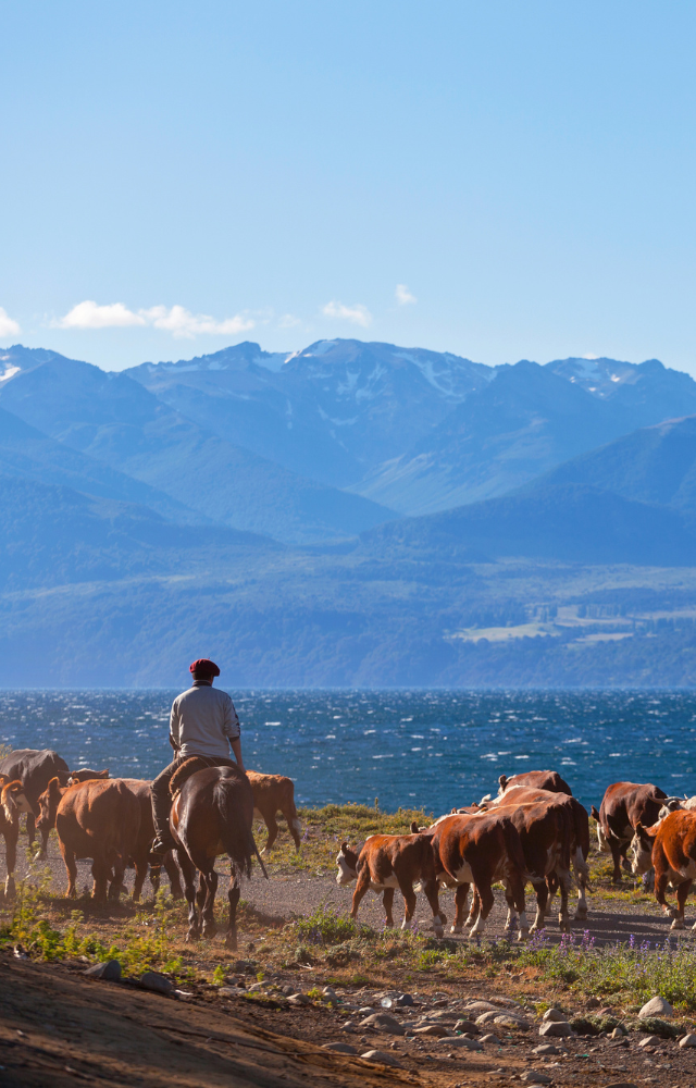 Reiter treibt eine Rinderherde am Ufer eines Sees vor schneebedeckten Bergen in Patagonien