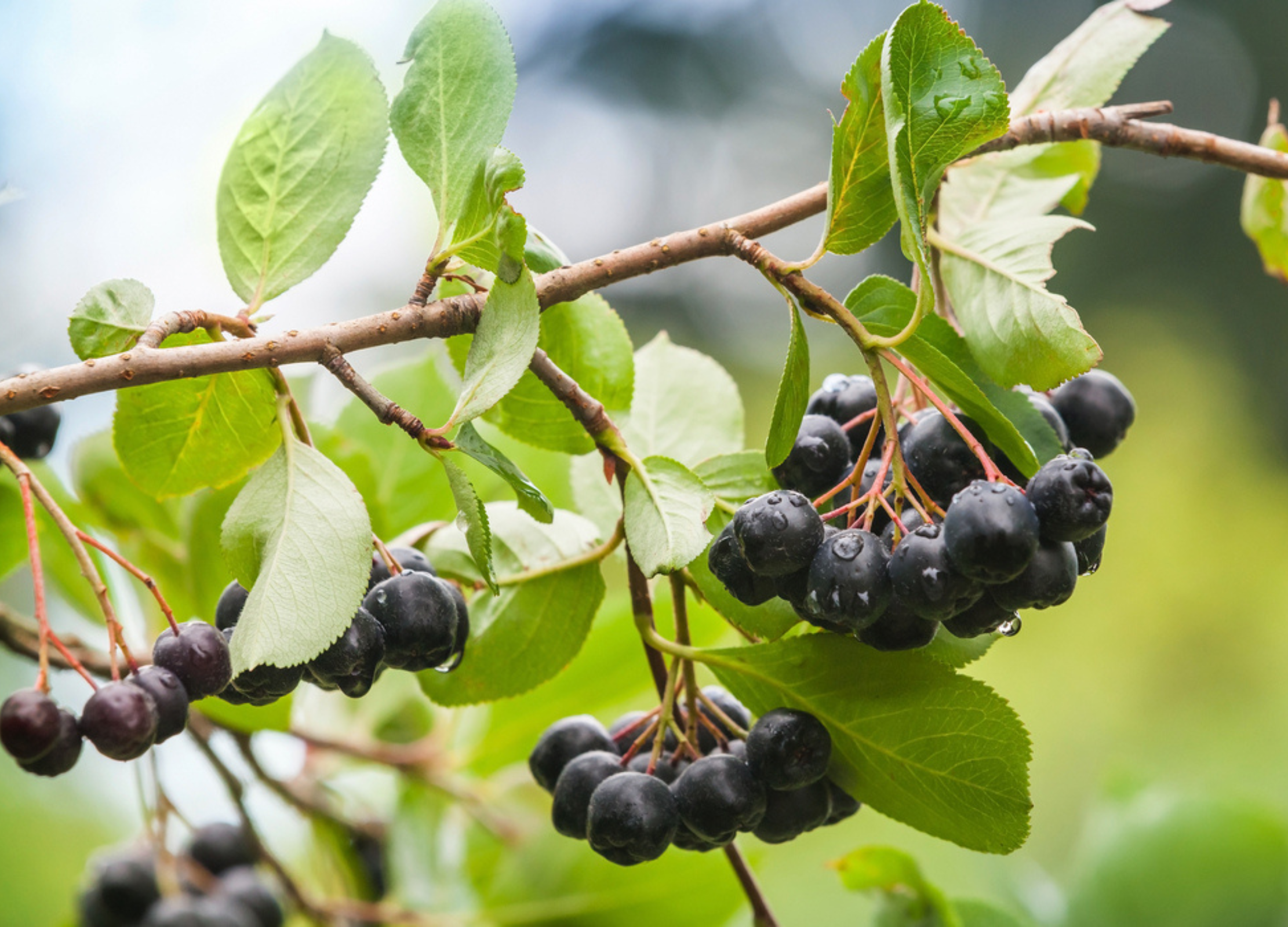 Aronia Dunkelviolette Aronia-Beeren hängen in dichten Trauben an einem Zweig mit frischem grünen Laub