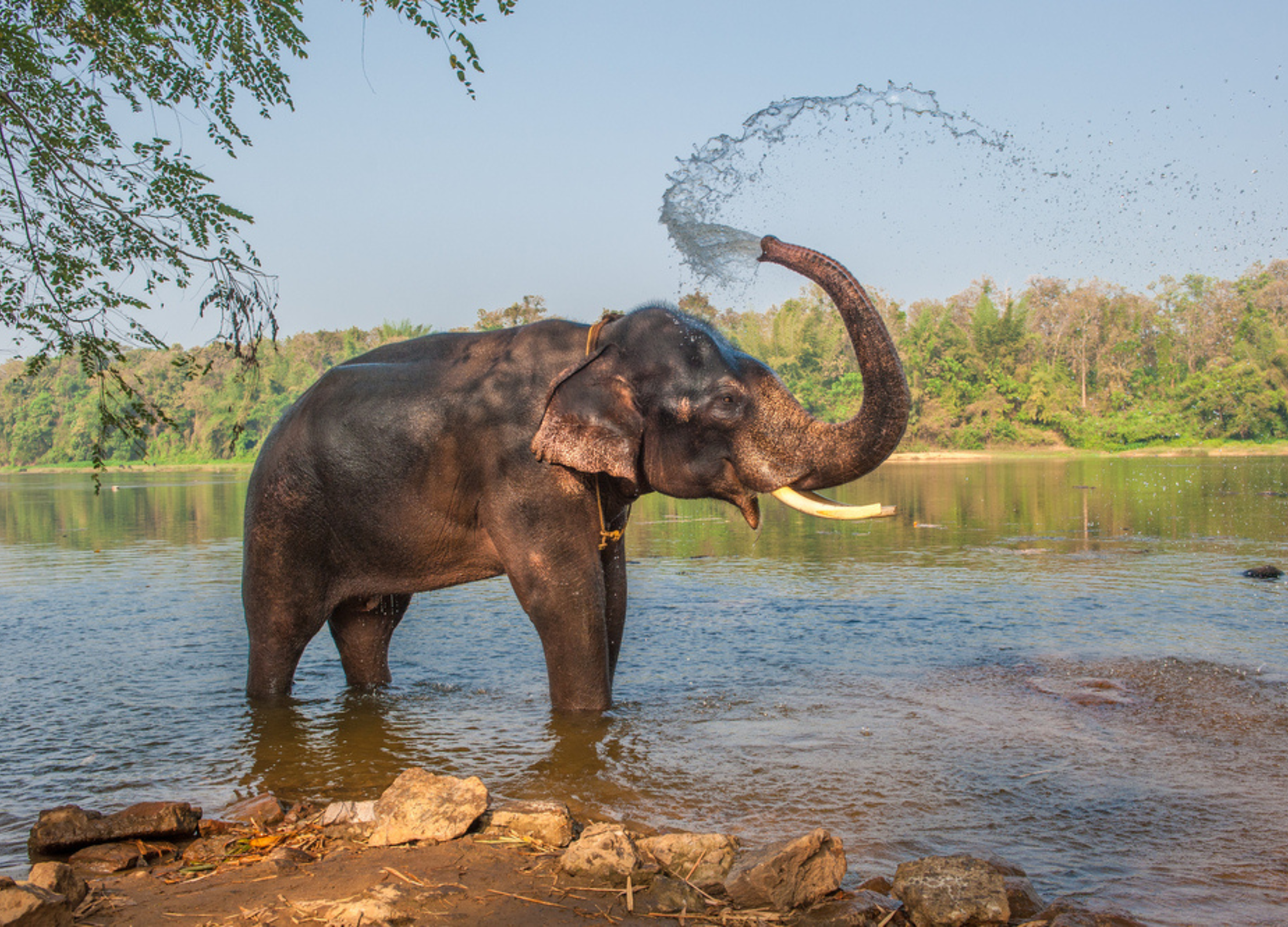 Ein Elefant steht im Fluss und spritzt mit seinem Rüssel Wasser in die Luft