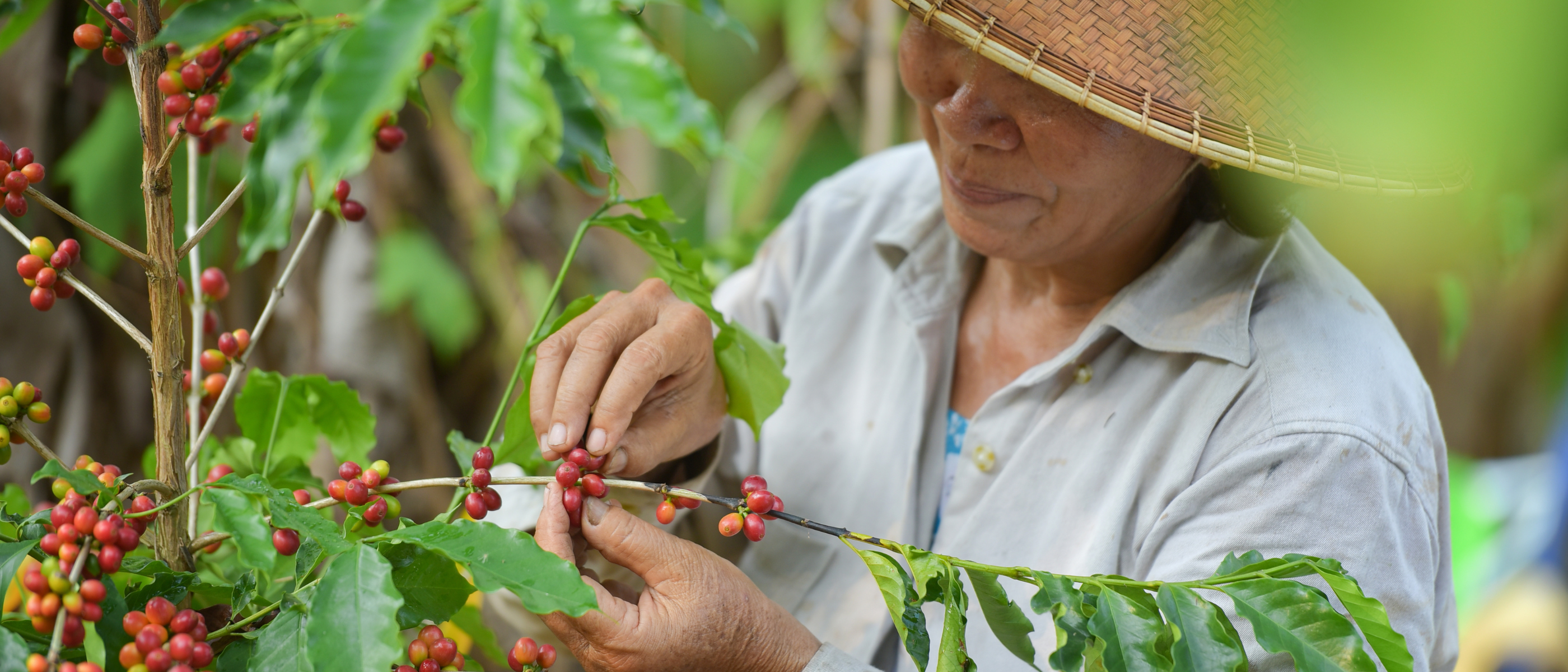 Frau an einer Kaffeepflanze die dessen Kirschen pflückt