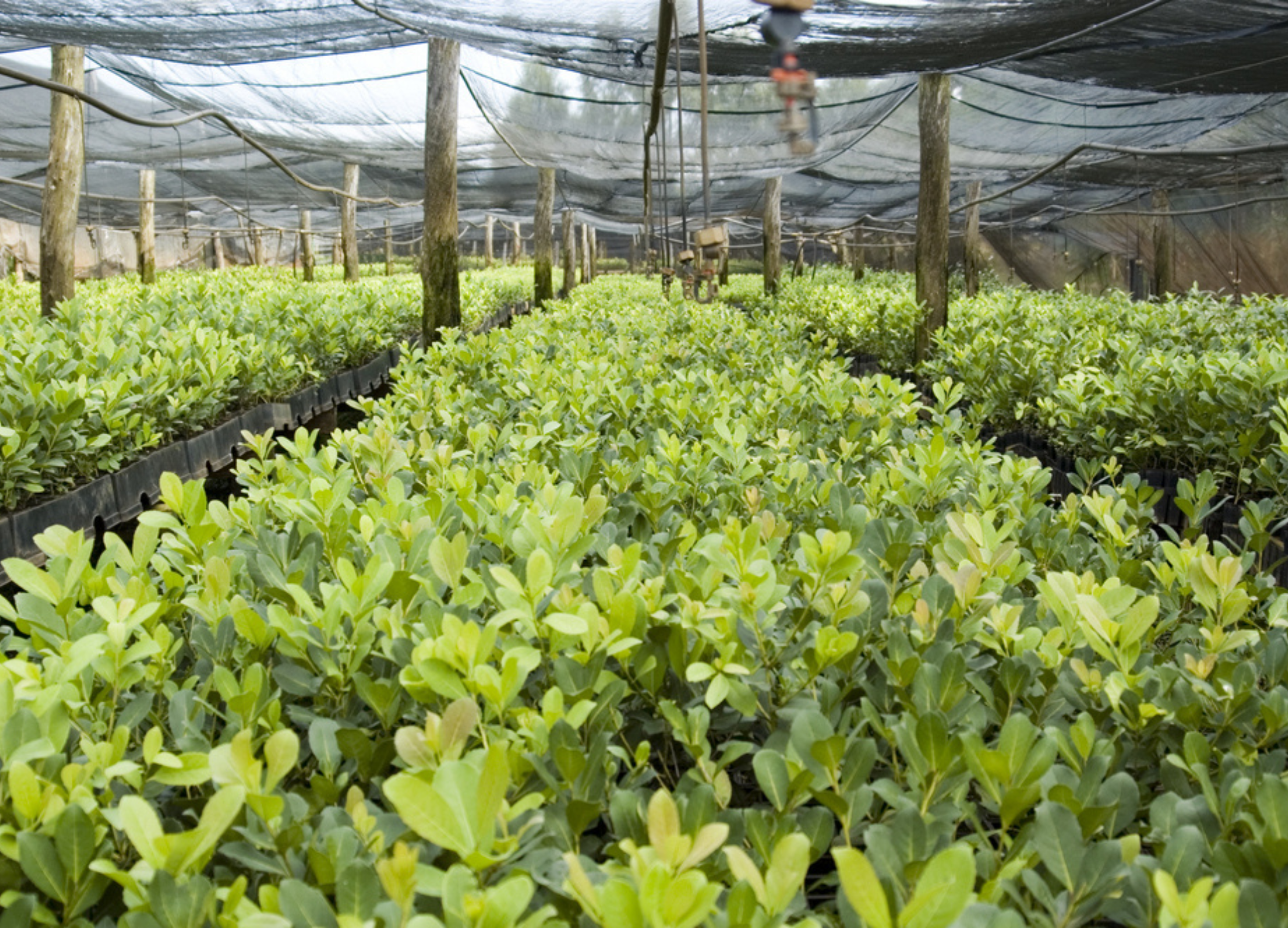Junge Pflanzen wachsen dicht an dicht in einer überdachten Baumschule mit Bewässerungssystem