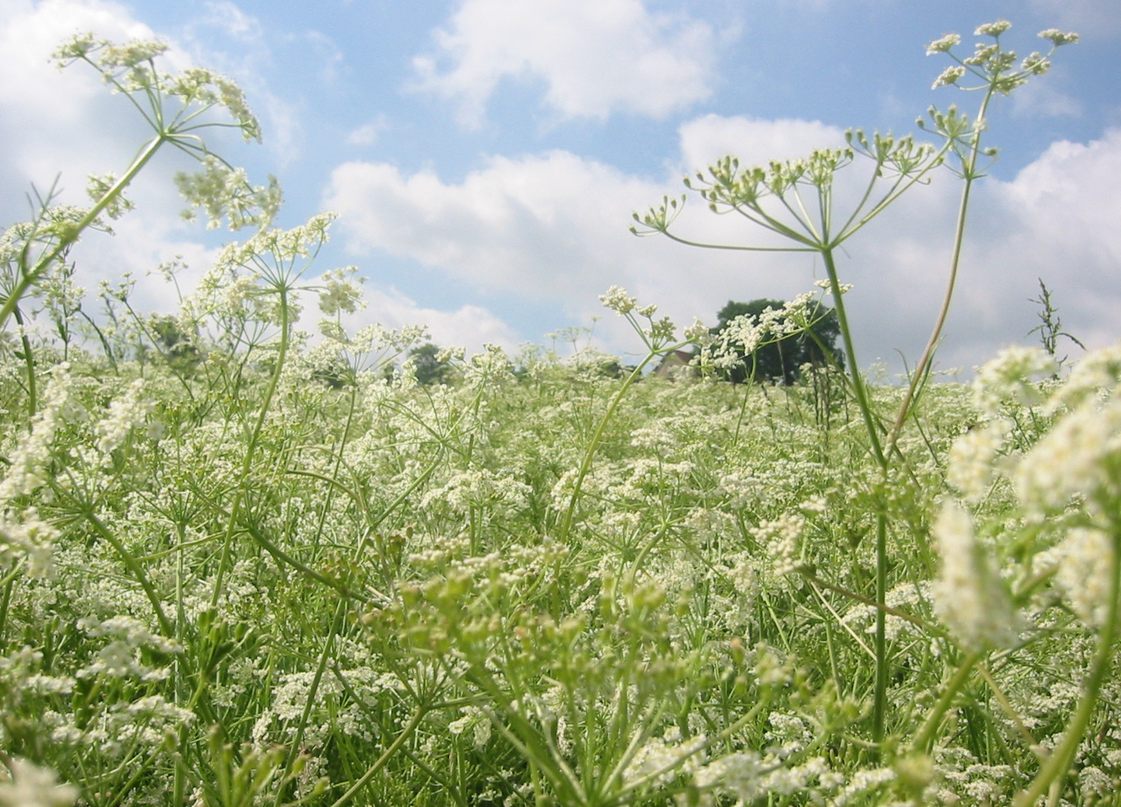 Fenchel Blühendes Fenchelfeld mit filigranen weißen Dolden unter blauem Himmel