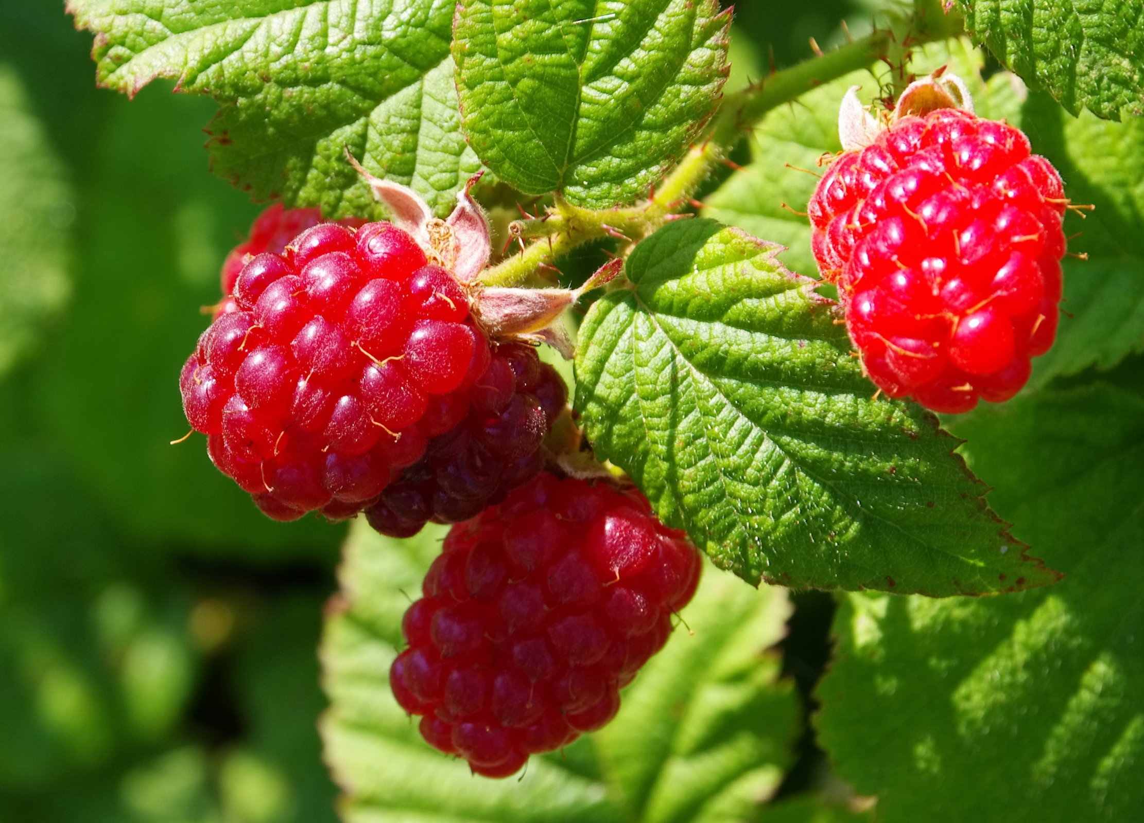 Himbeere Drei leuchtend rote Himbeeren hängen an einem Strauch mit kräftig grünen, gezackten Blättern in der Sonne