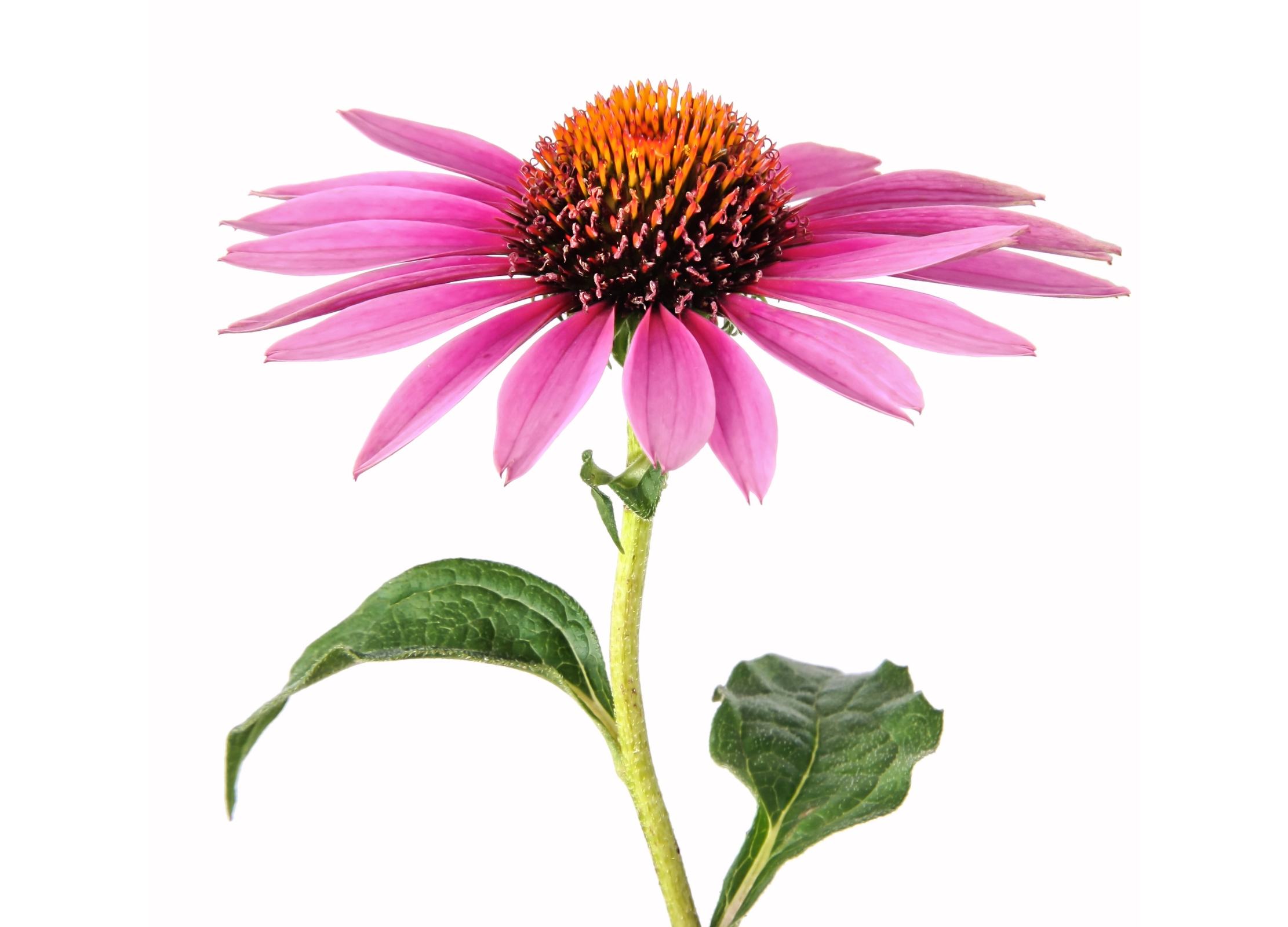 Echinacea ChatGPT: Pinkfarbene Echinacea-Blüte mit orangebrauner Mitte und zwei grünen Blättern vor weißem Hintergrund