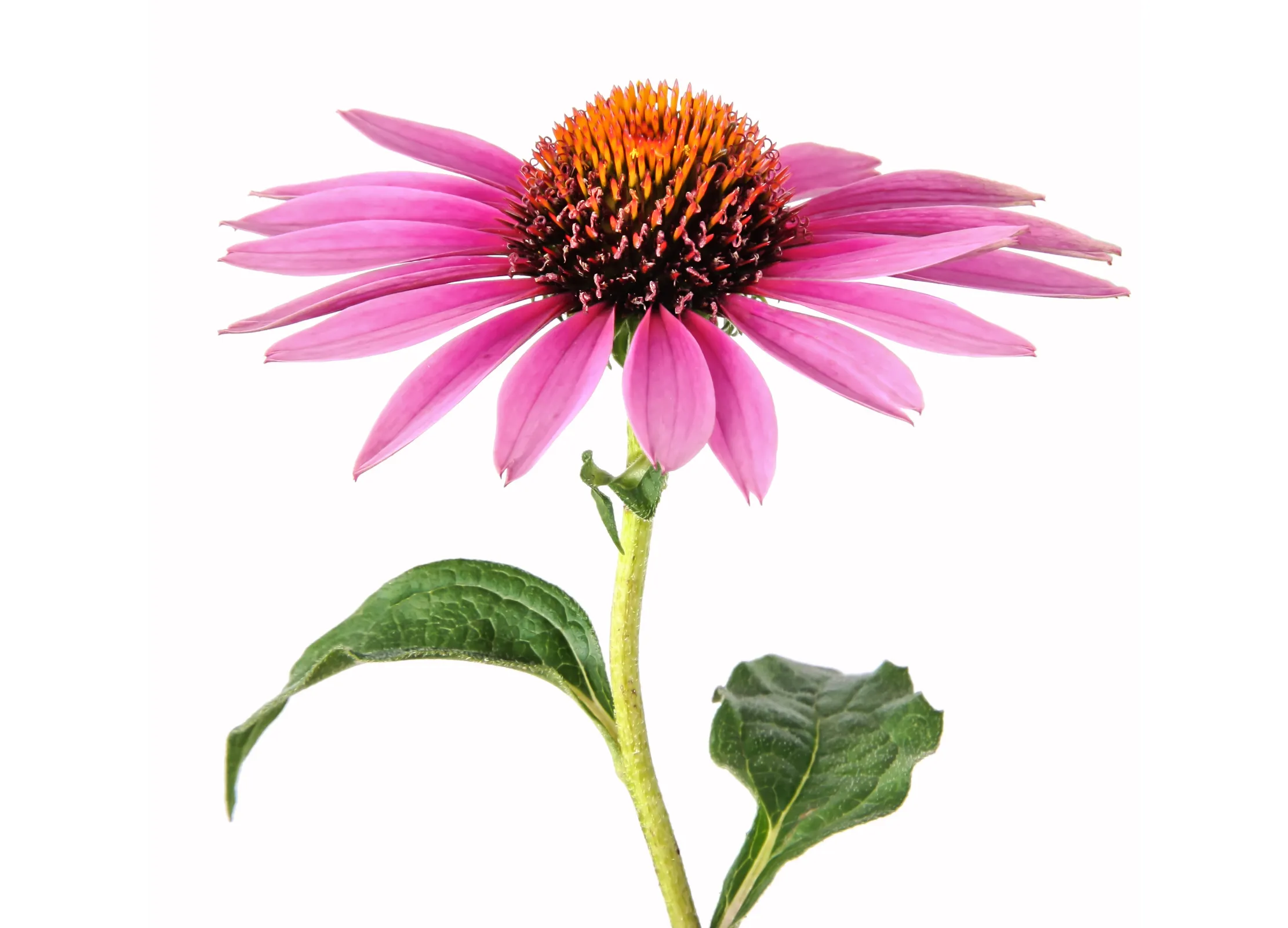 ChatGPT: Pinkfarbene Echinacea-Blüte mit orangebrauner Mitte und zwei grünen Blättern vor weißem Hintergrund