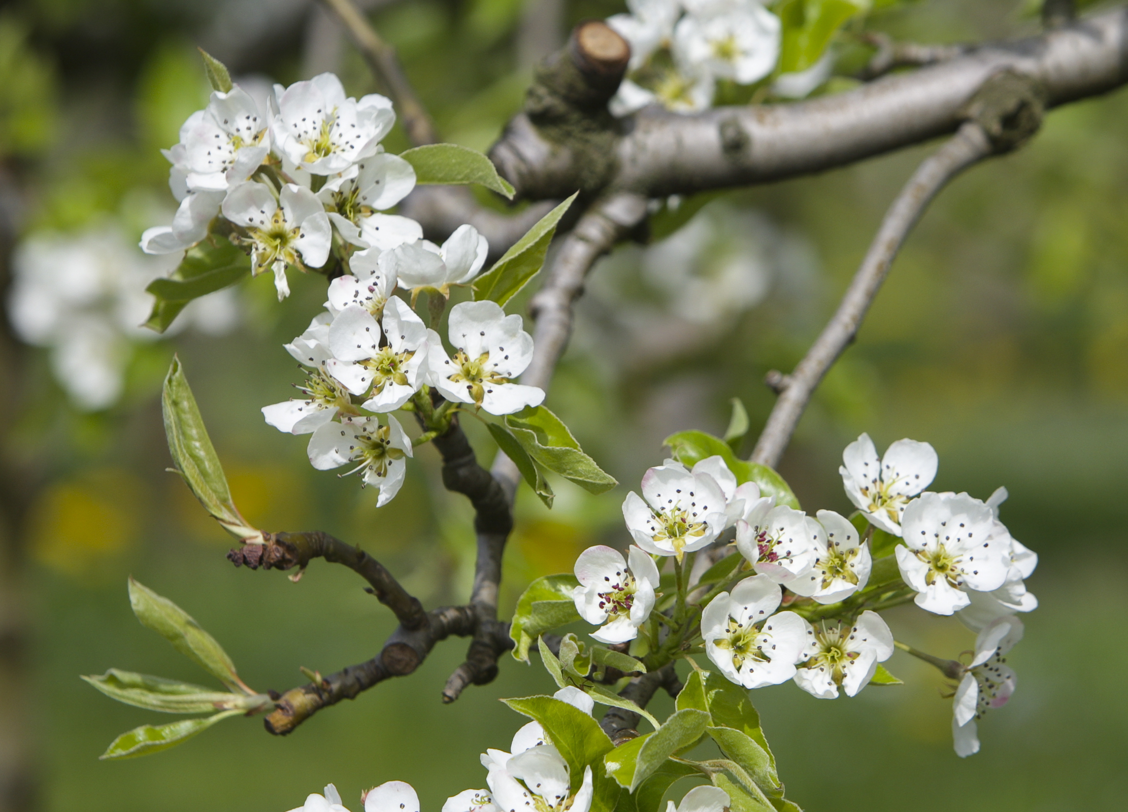Birne Zweig eines Birnbaums mit weißen Blüten und frischen grünen Blättern im Frühling