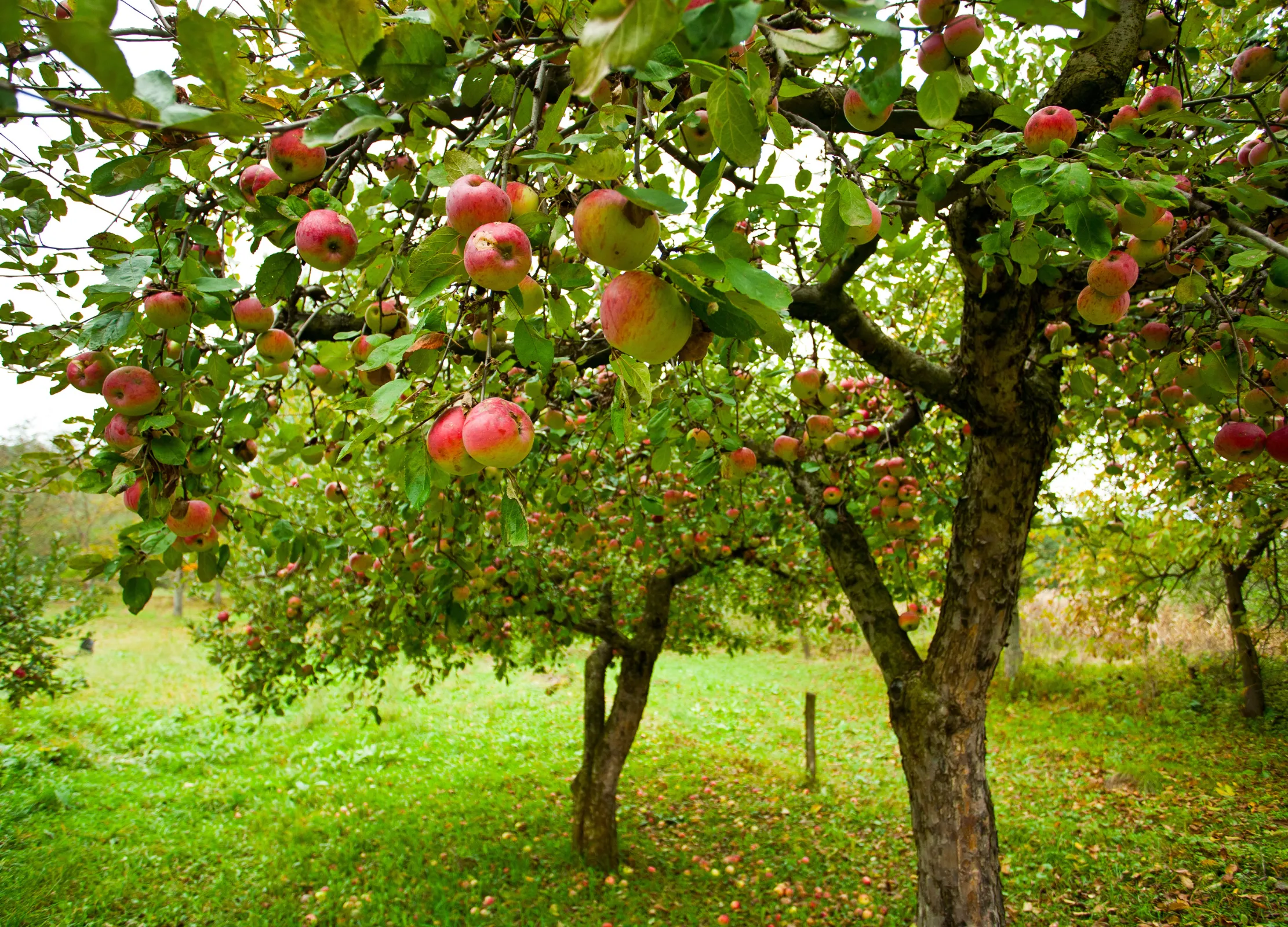 Reife rote und gelbe Äpfel hängen an grünem Laub eines Apfelbaumes in der Obstplantage