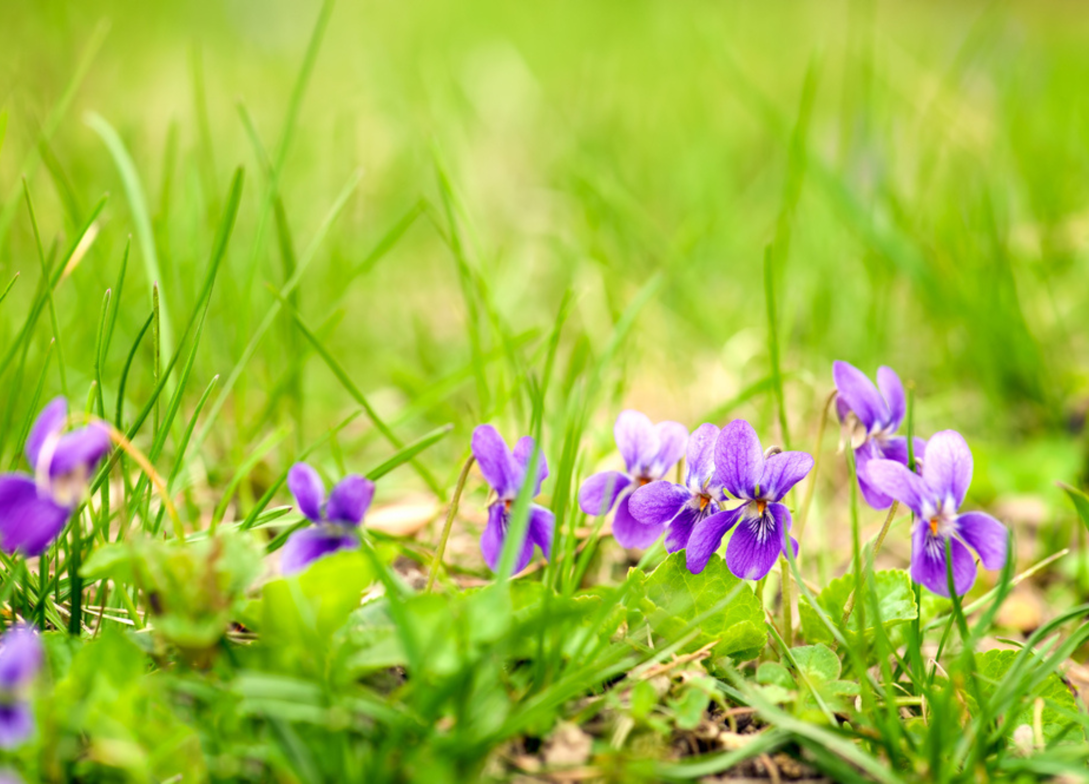 Veilchen (Viola odorata) Veilchen (Viola odorata)