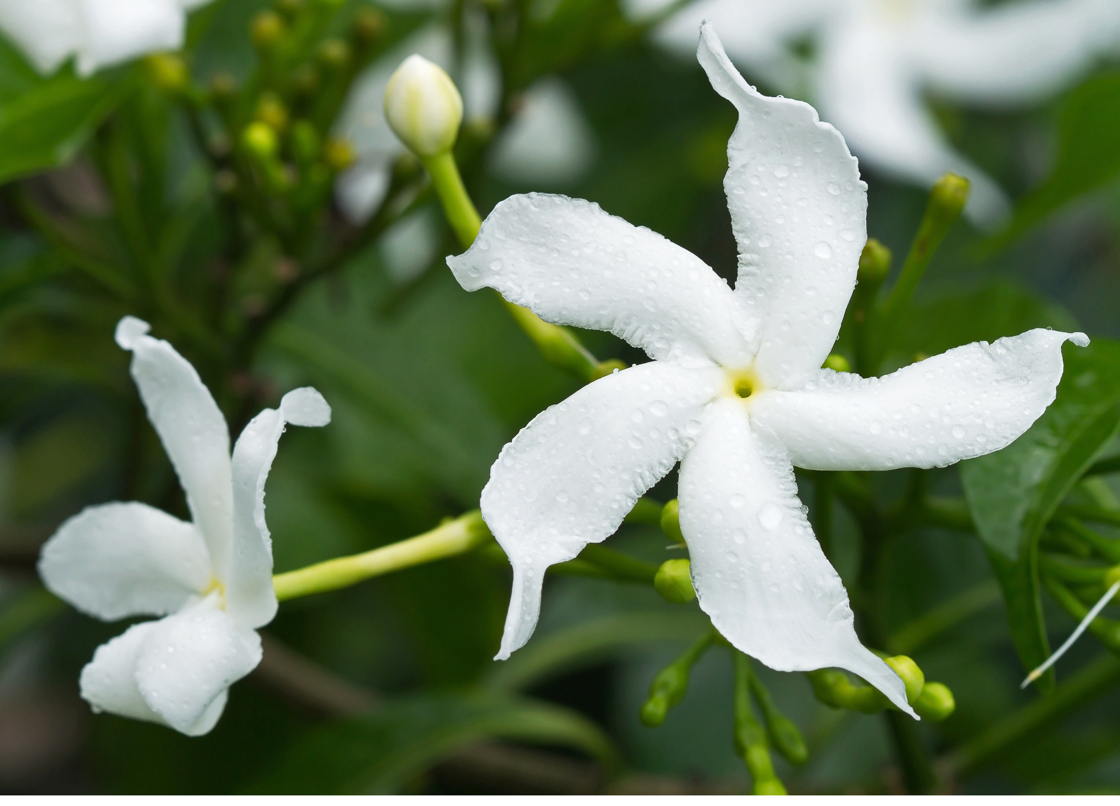 Grüntee Jasmin Zwei weiße Jasminblüten mit langen, schmalen Blütenblättern sind mit Tautropfen bedeckt