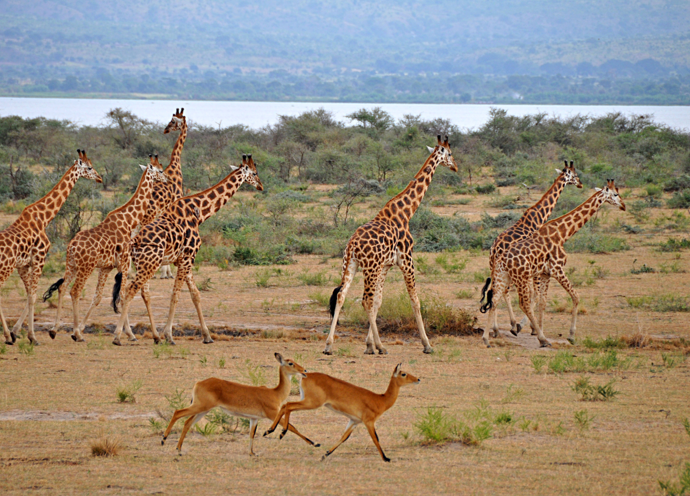 Mehrere Giraffen laufen durch eine trockene Savannenlandschaft, im Vordergrund springen zwei Impalas