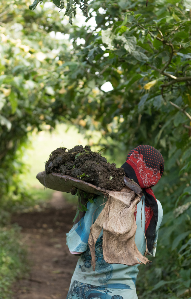 Person trägt einen Korb mit Erde oder Kompost auf dem Kopf, auf einem Pfad durch dichte Vegetation