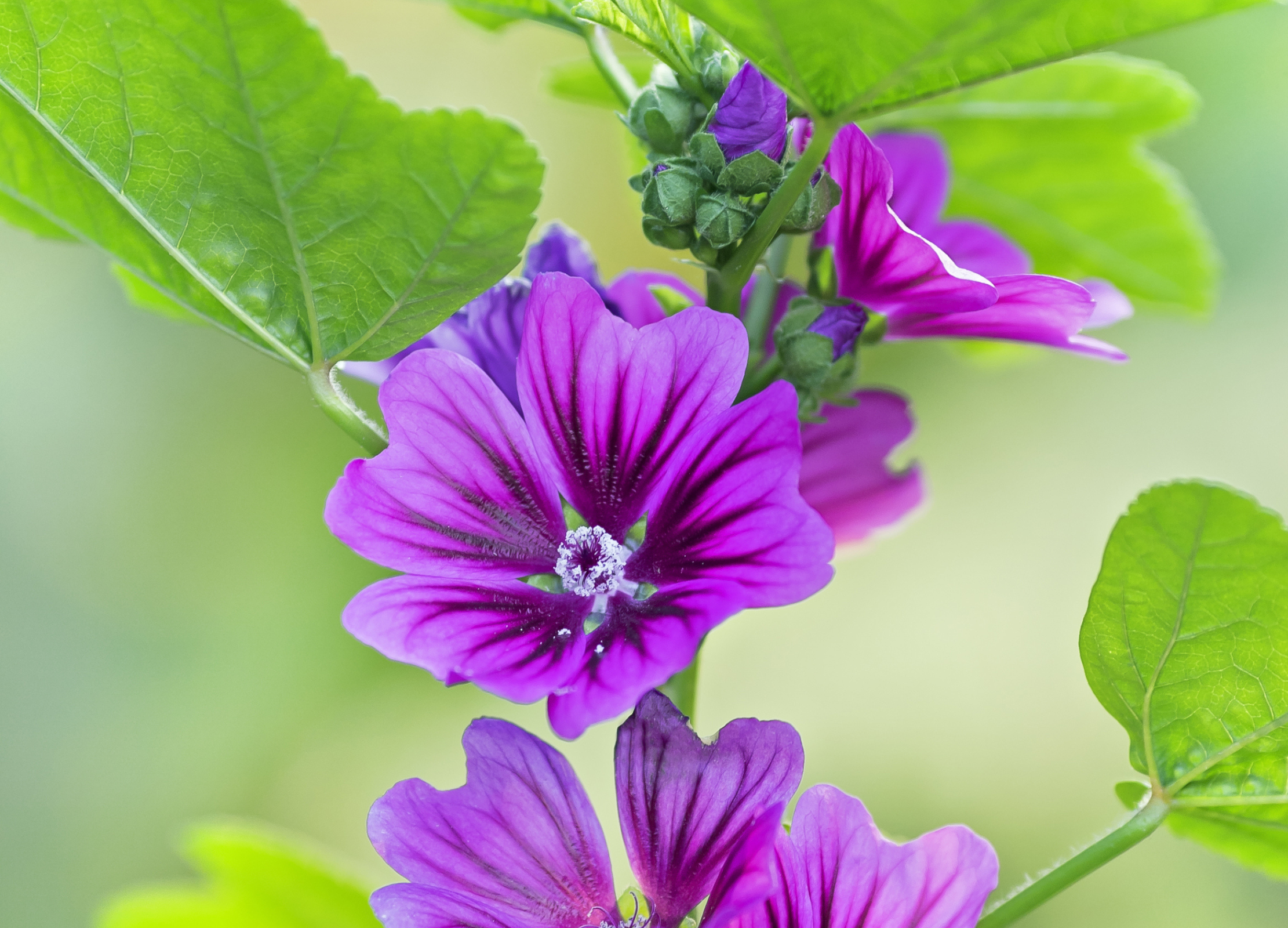 Nahaufnahme einer violett-rosa Malvenblüte mit dunkler Aderung, umgeben von grünen Blättern