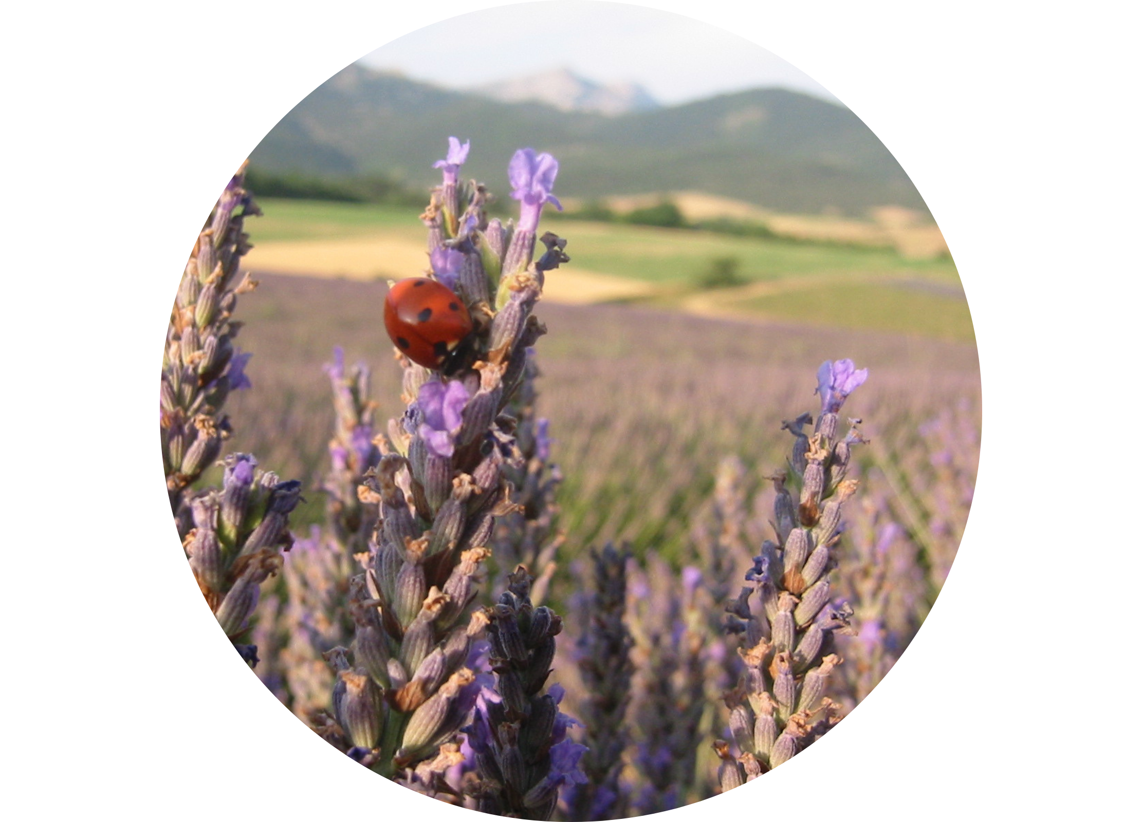 Ein Marienkäfer sitzt auf einer Lavendelblüte, im Hintergrund ein Lavendelfeld mit Hügeln