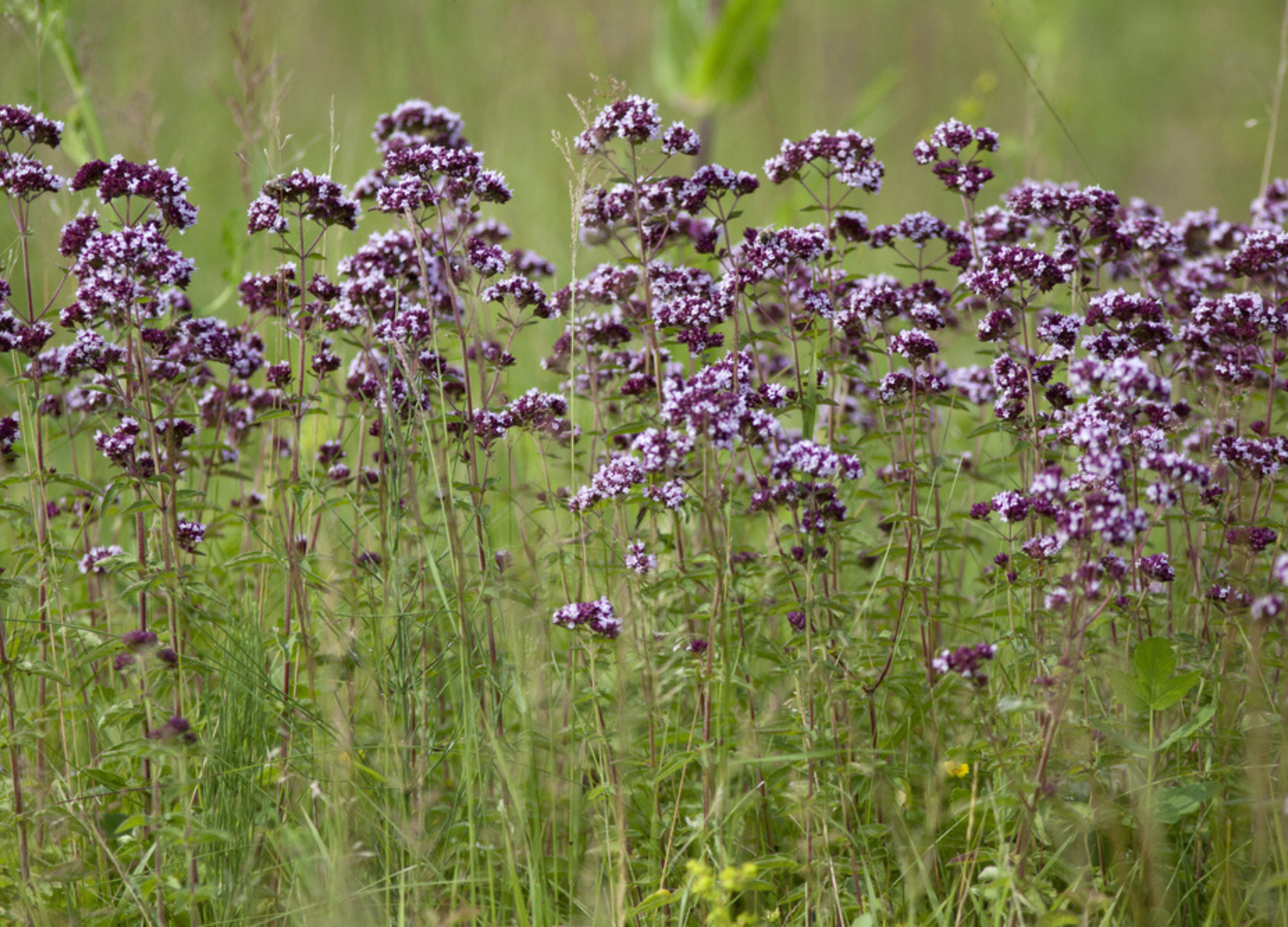 Majoran Blühender Majoran mit zahlreichen violetten Blüten an dünnen Stängeln auf einer Wiese