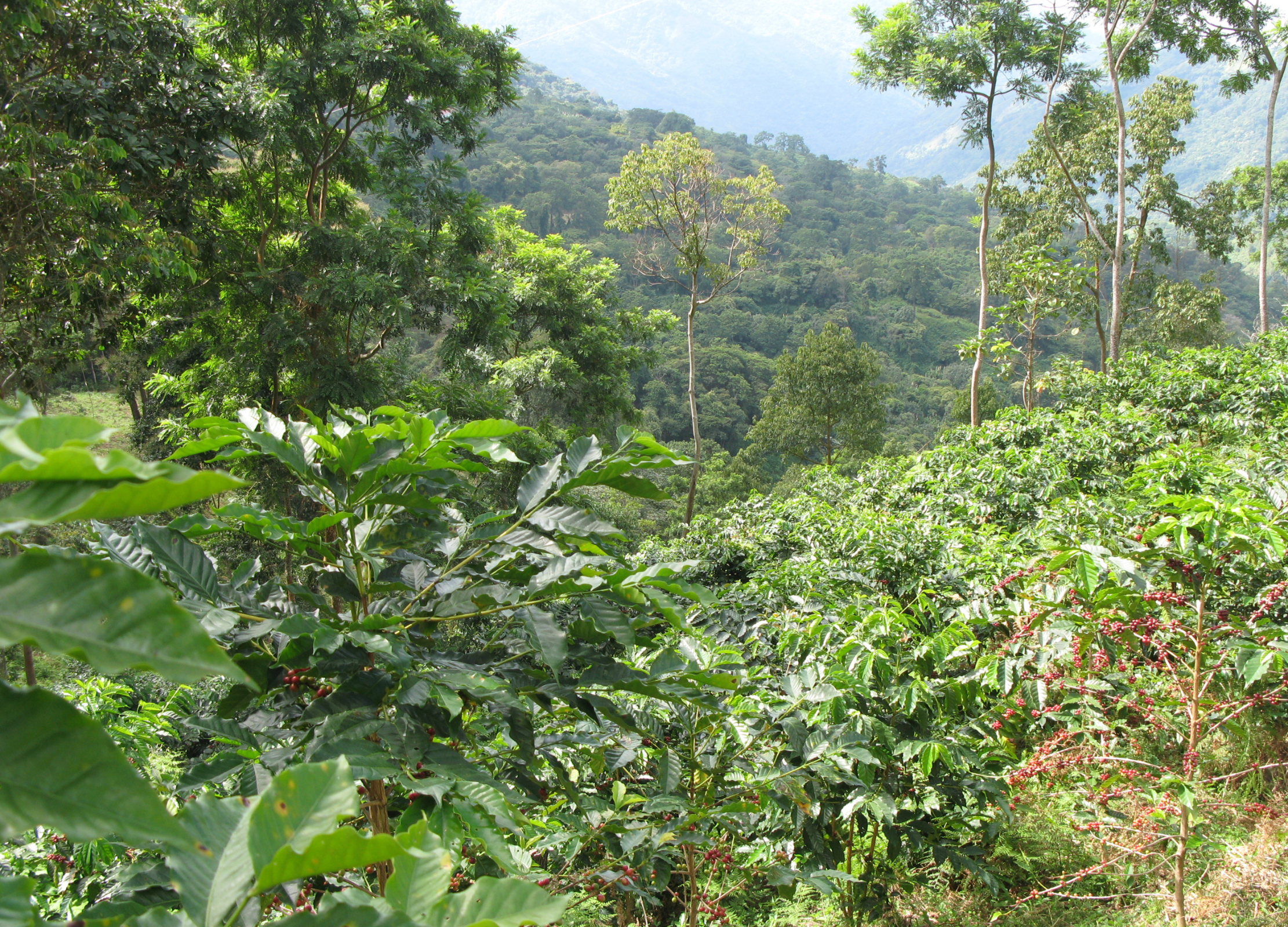 Dchungellandschaft des Amazonas in Kolumbien