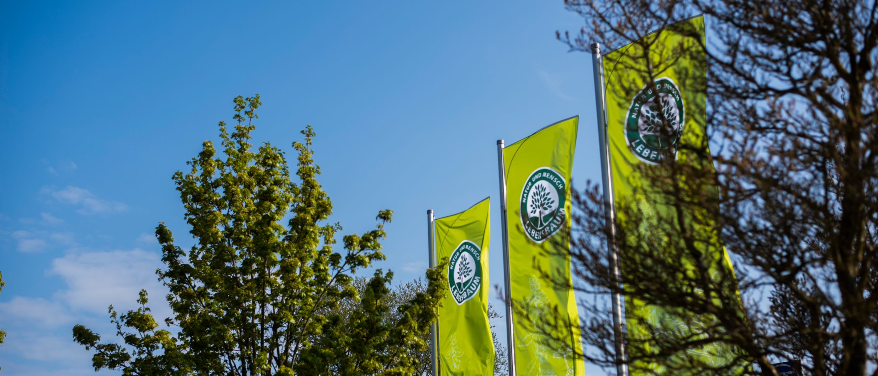 Grüne Fahnen mit Lebensbaum-Logo wehen zwischen Bäumen unter blauem Himmel