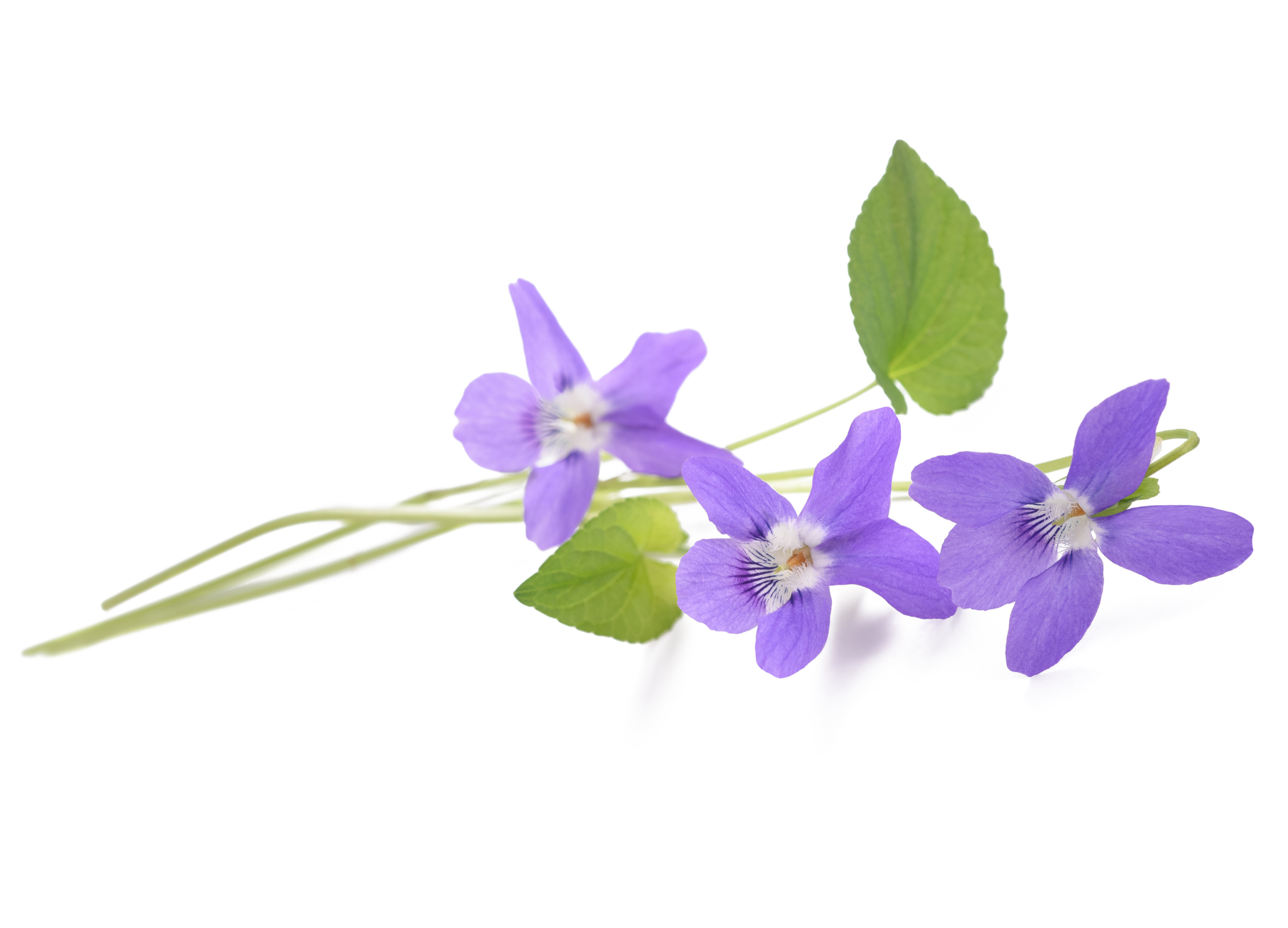 Veilchen (Viola odorata) Veilchen (Viola odorata)