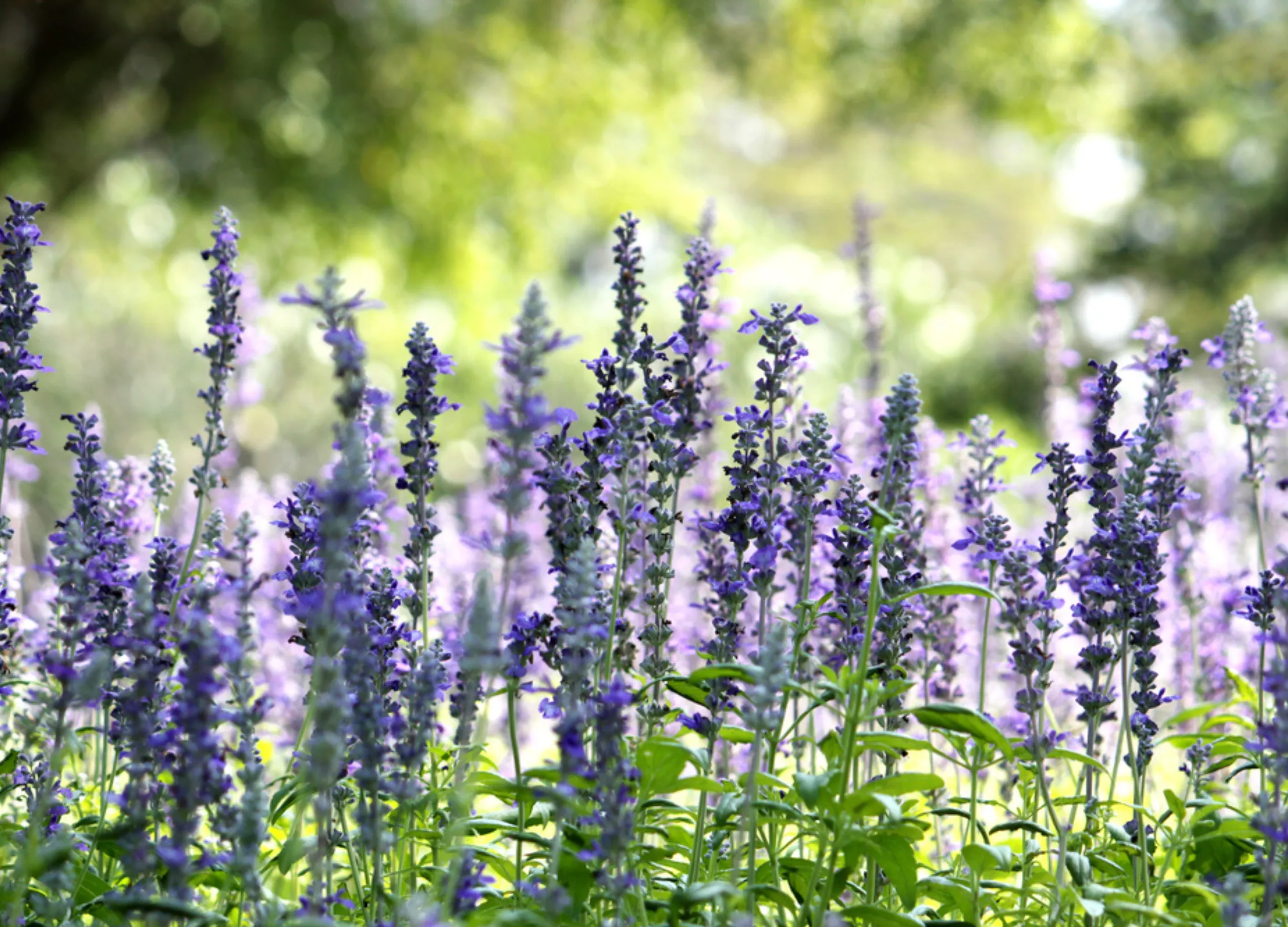 Üppiges Ysop-Feld mit violettblauen Blütenähren und grünen Blättern in sonniger Gartenkulisse.